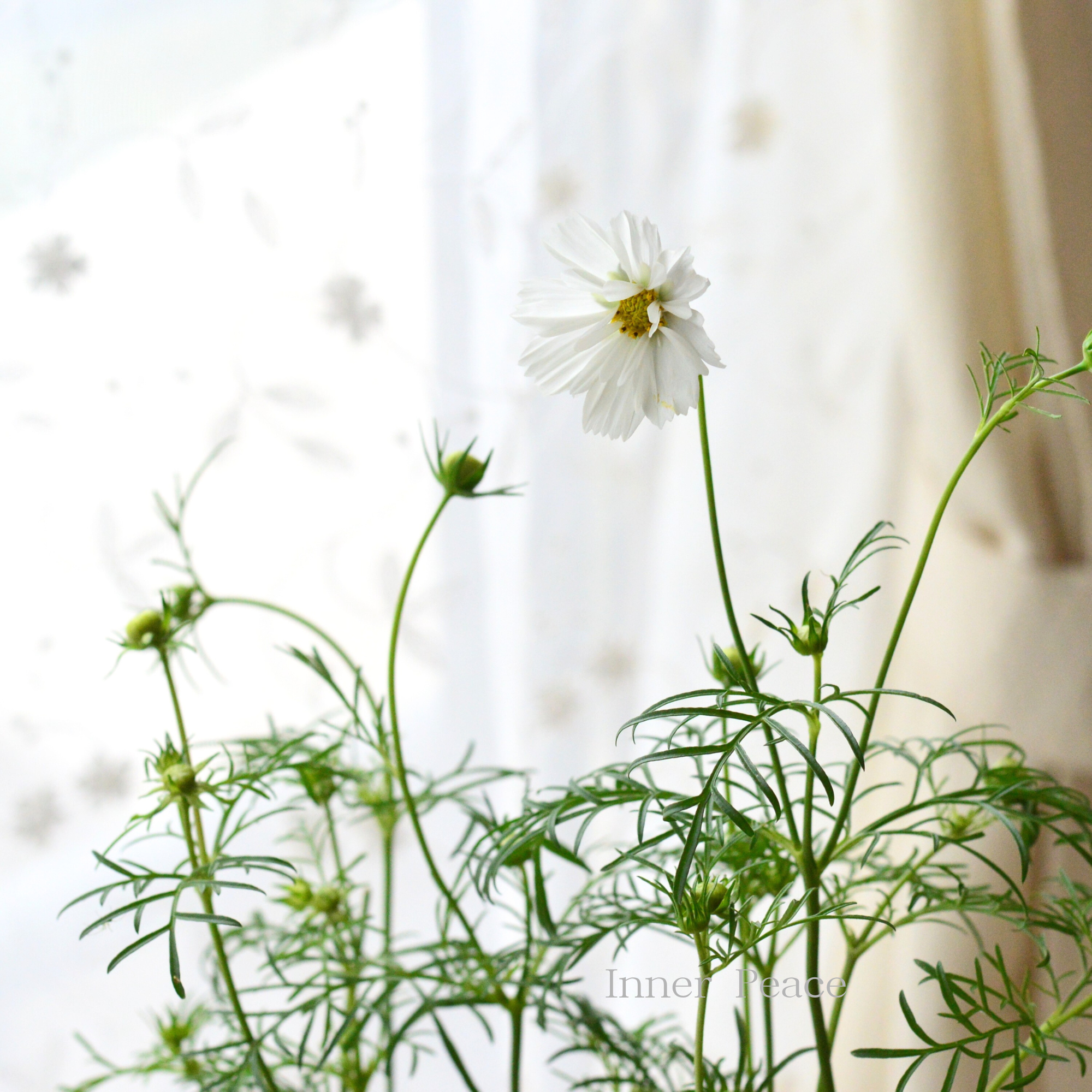 【人気】 コスモス 『ダブルクリック・スノーパフ』 3寸ロングPOT