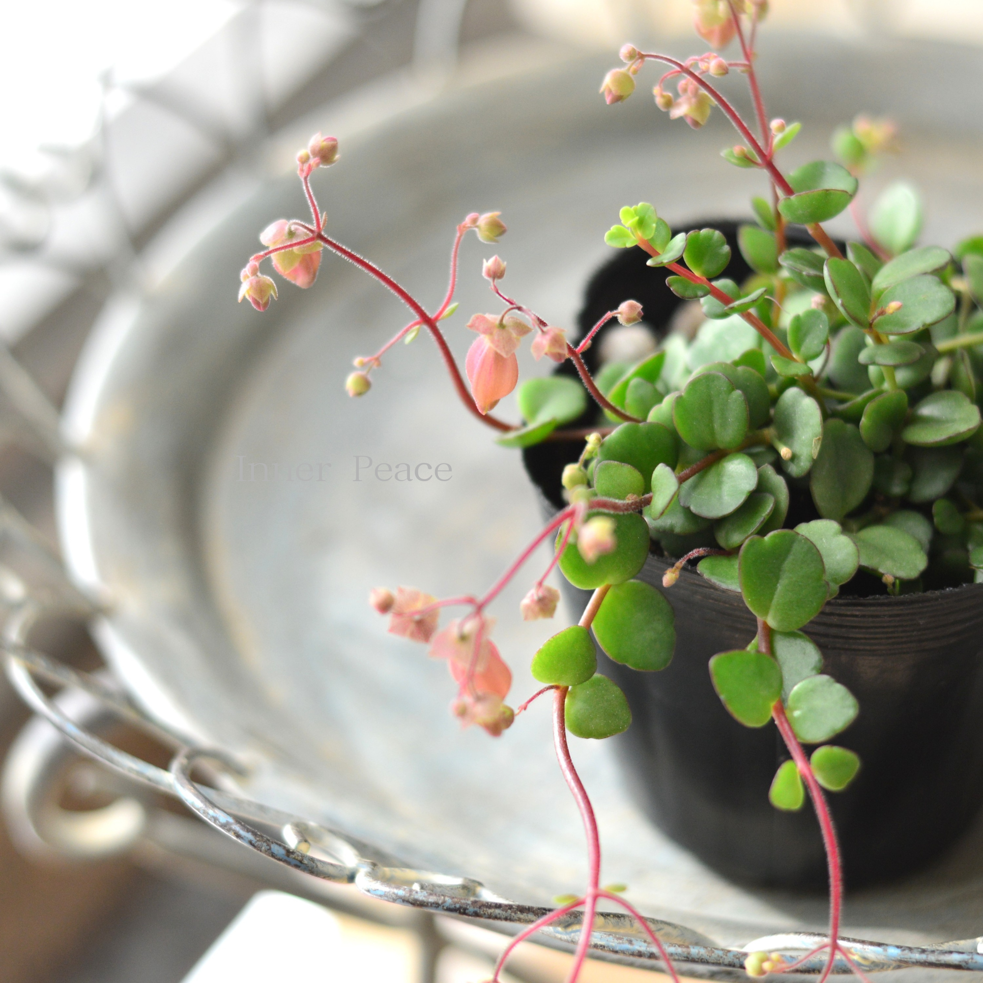 【かわいい】 カランコエ 『フィフィ』 3.5寸POT