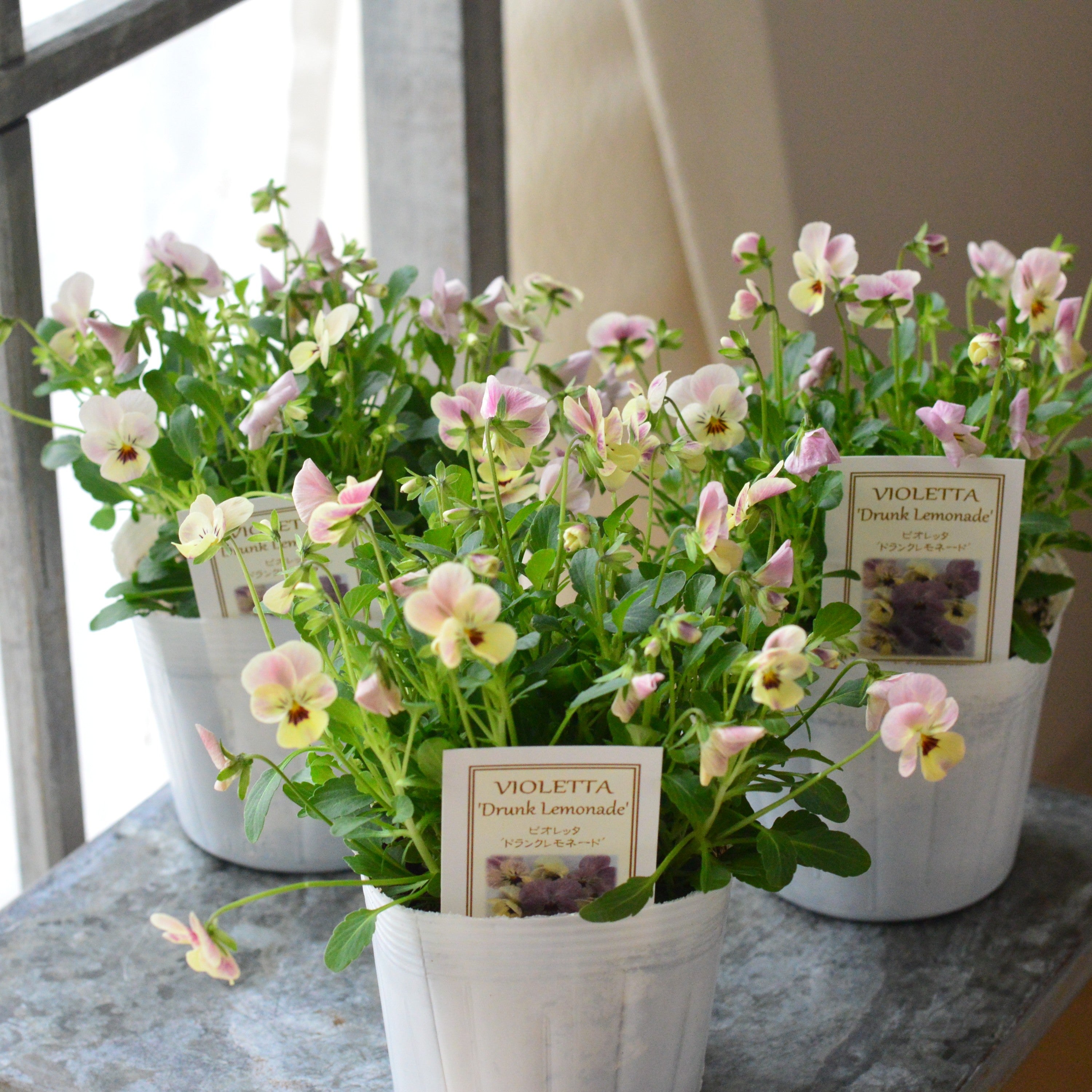 【かわいい】 小輪ビオラ ビオレッタ 『ドランクレモネード』 3.5寸POT