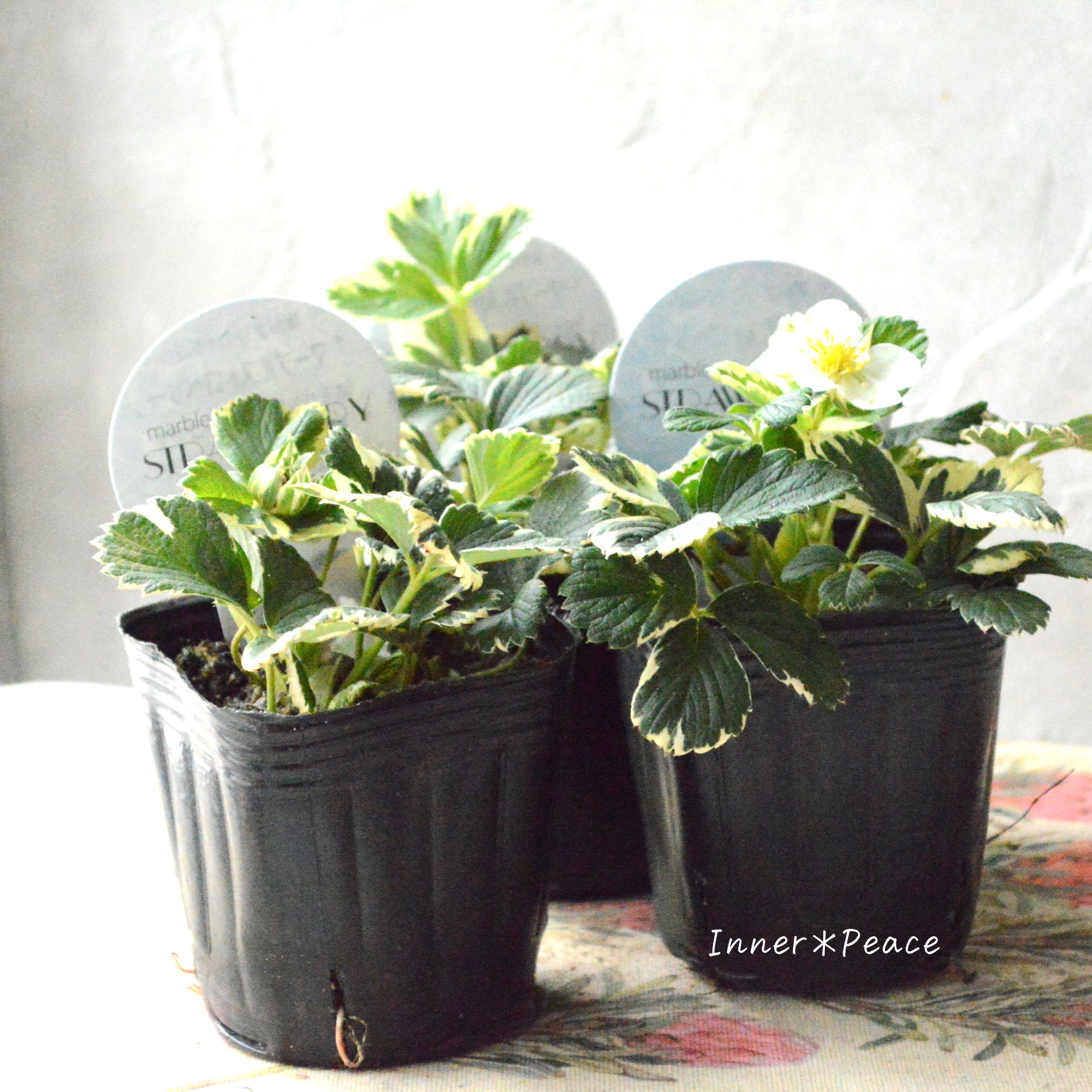 【斑入り】 マーブルストロベリー 3寸POT