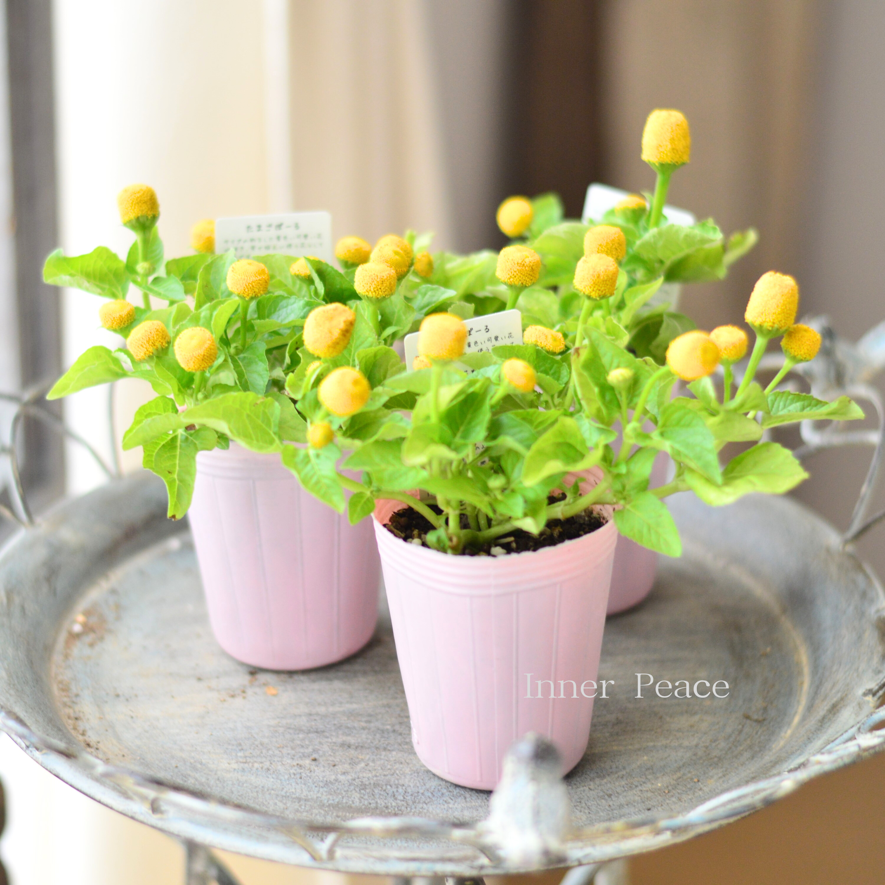 【開花期が長い】 スピランサス 『たまごボール』 2.5寸POT