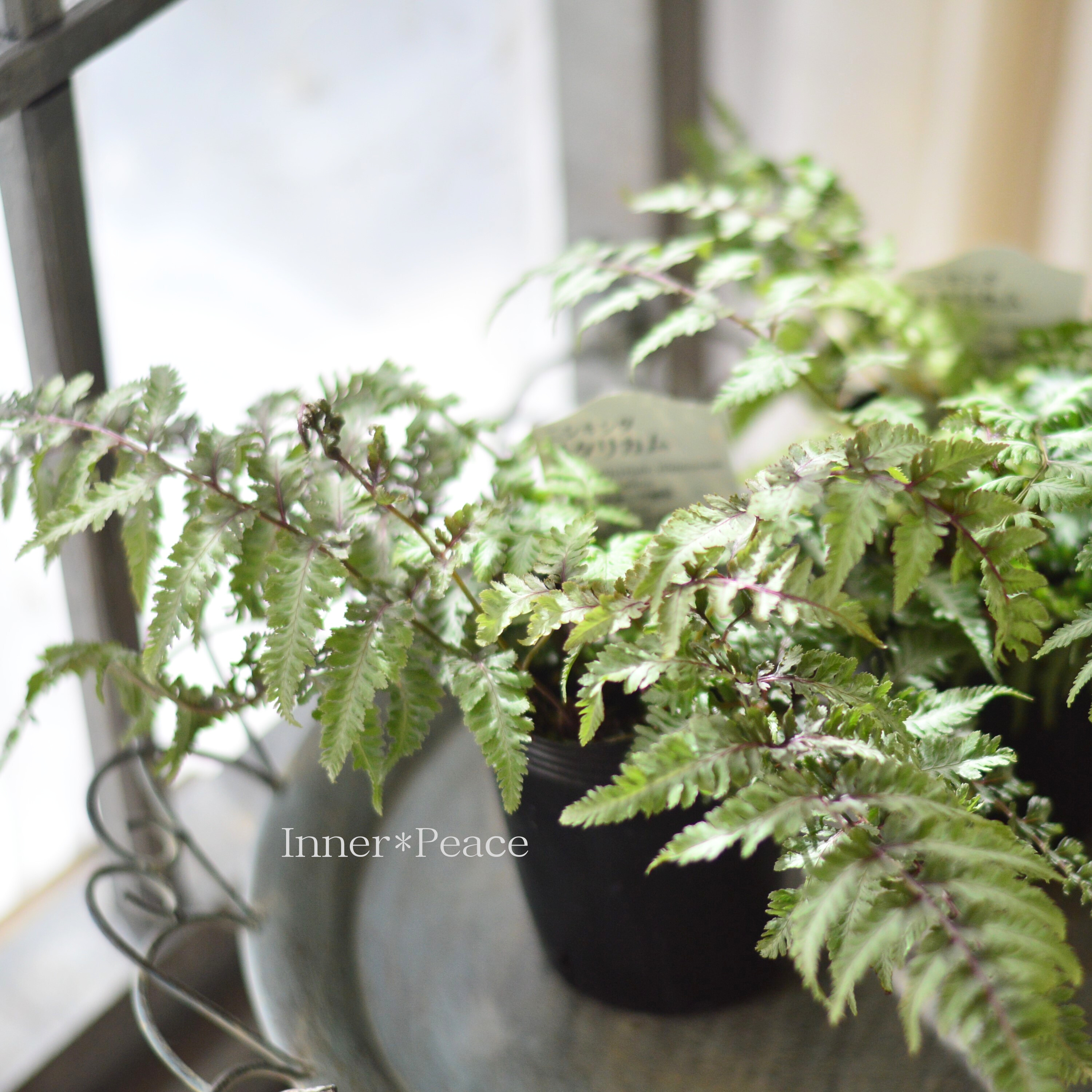 【美しい】 ニシキシダ 『メタリカム』 3寸POT