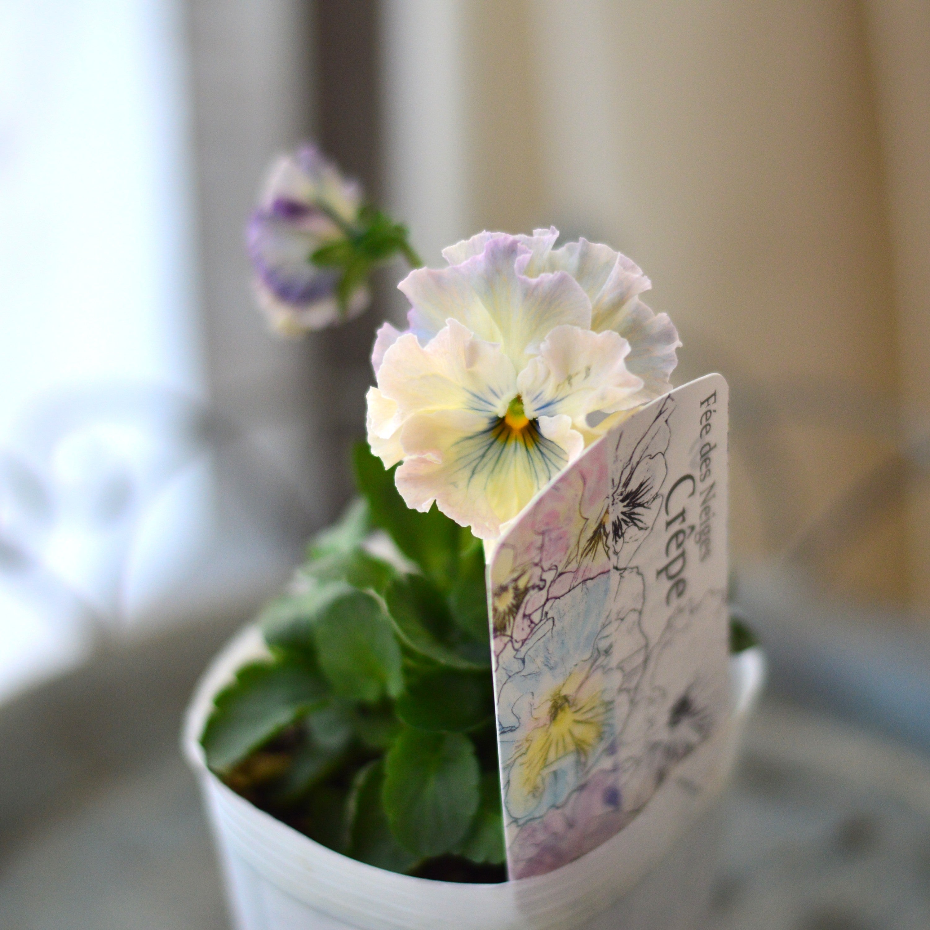 【美しい】 パンジー 『フェデネージュ・クレープ スペシャル』 3寸POT