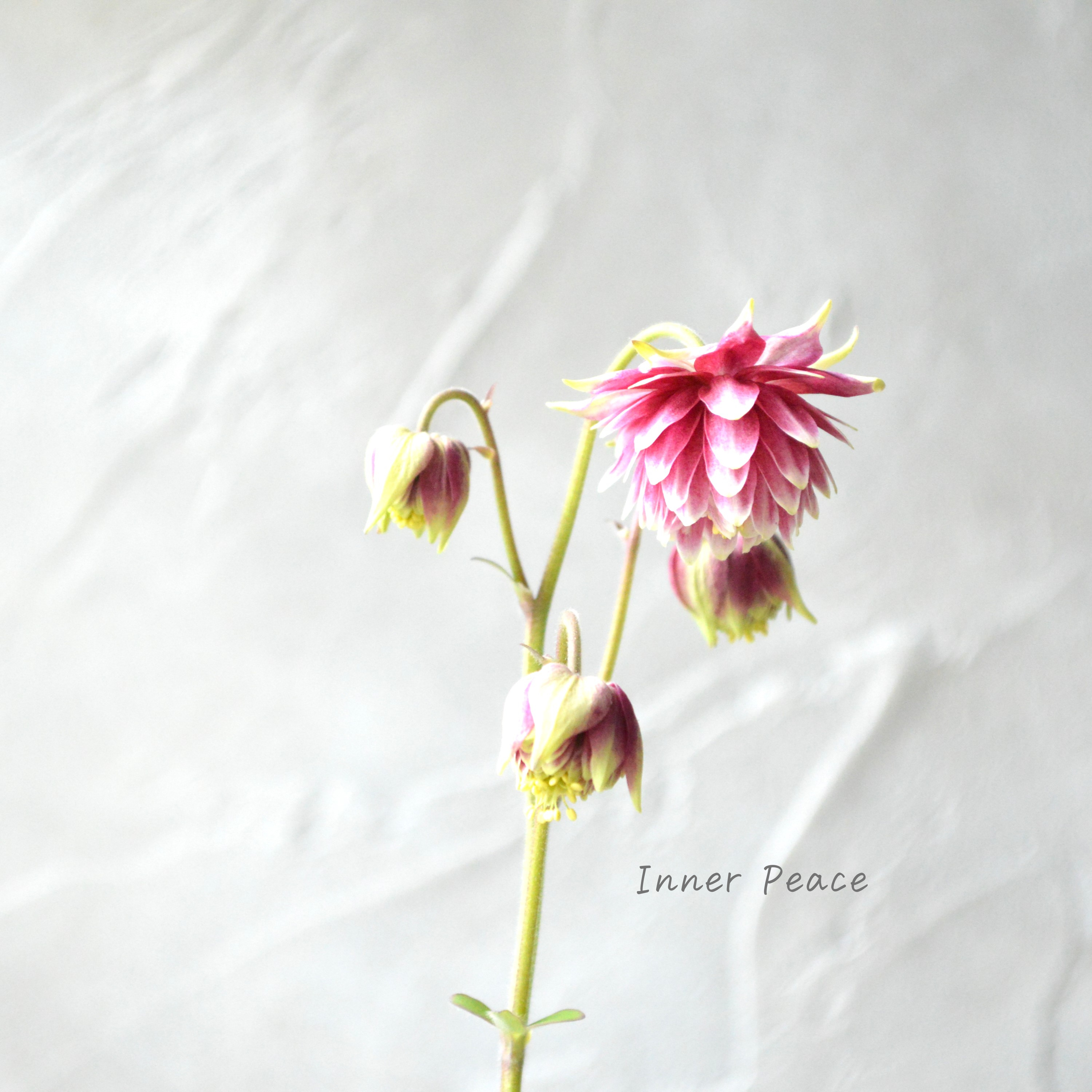 【八重咲き】 西洋オダマキ 『ノラバロー』 3.5寸POT