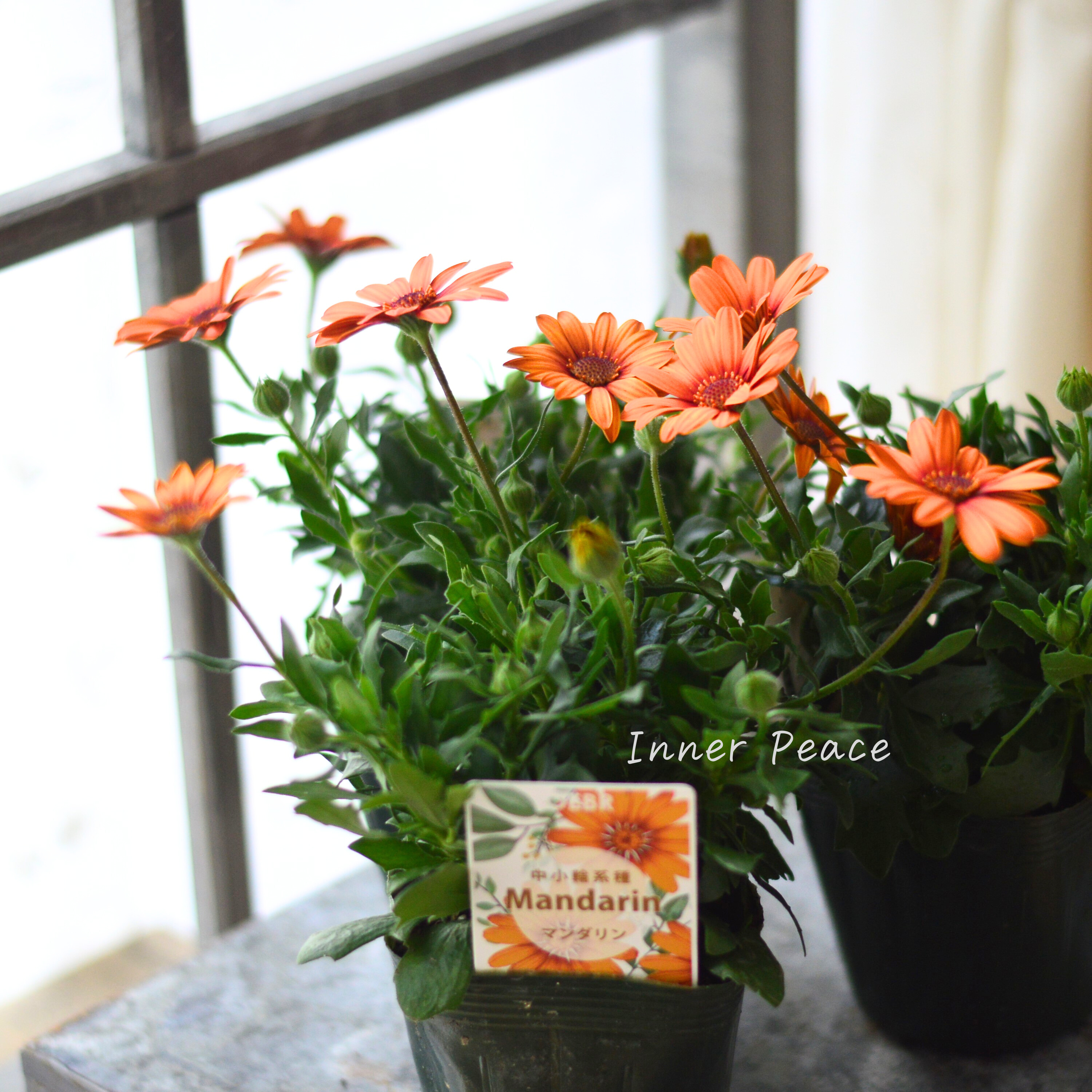 【ゲブラさん】 オステオスペルマム 『マンダリン』 3.5寸POT