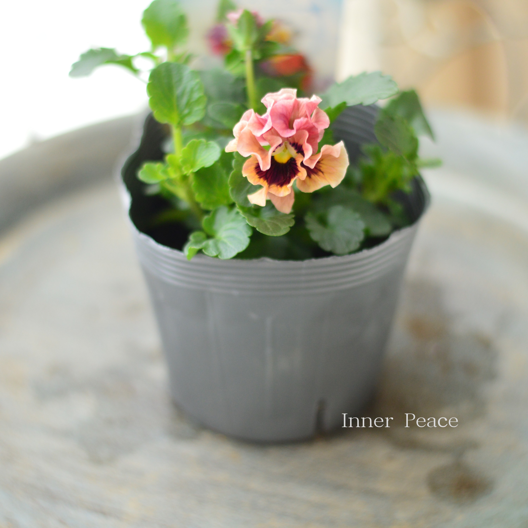 【うえたさん育種】 ミニパンジー 『天の羽衣・アプリコット系』 3.5寸POT