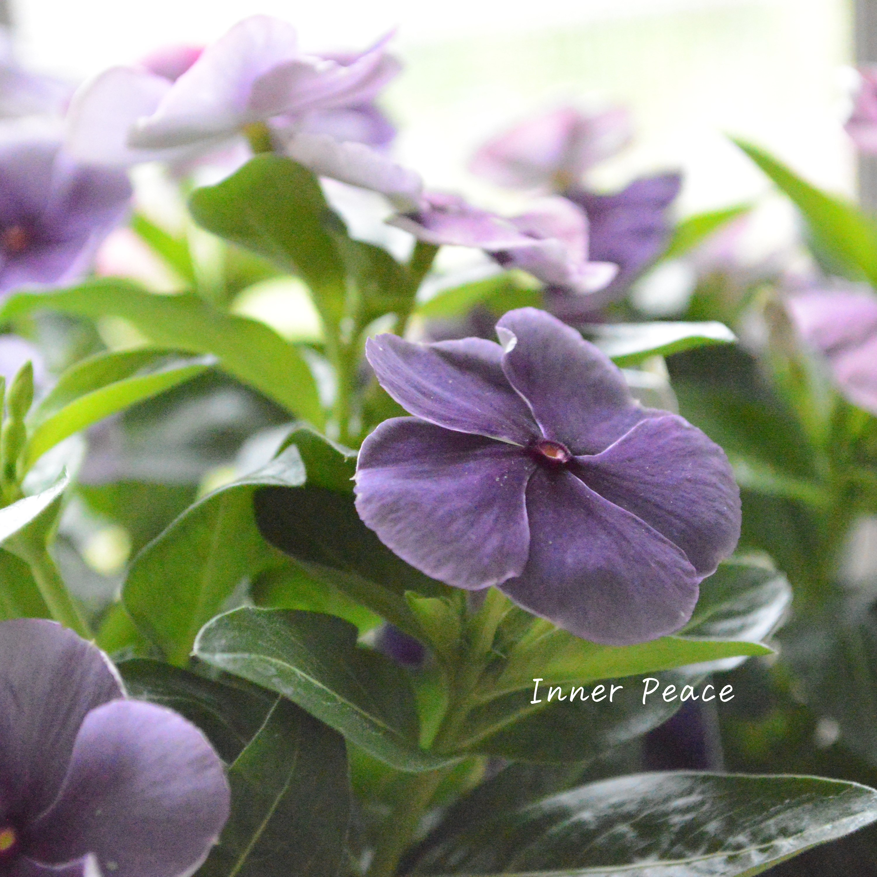 【北島園芸さん】 ニチニチソウ 『ブラックベリー・スモーキー』 3.5寸POT