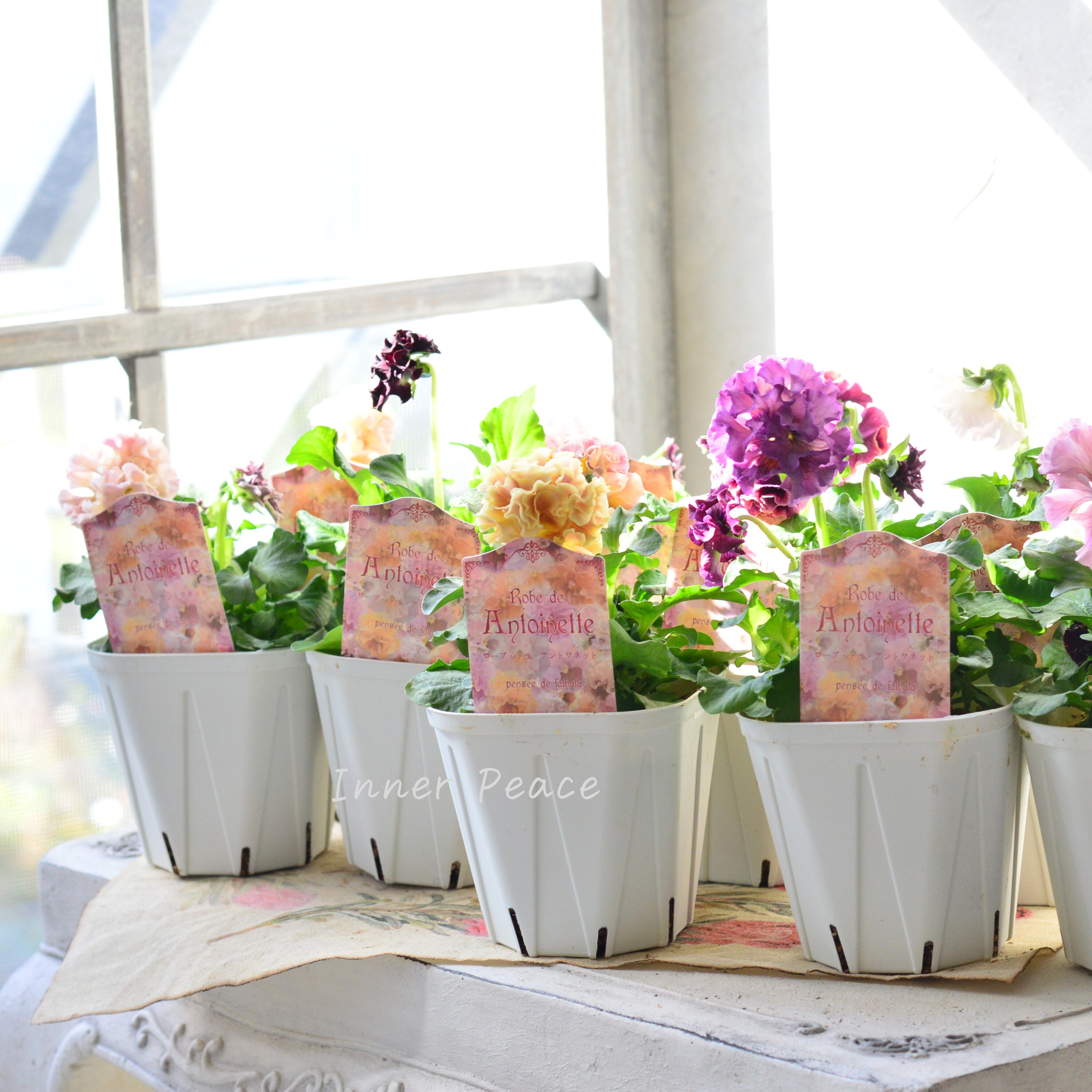 【サトウ園芸さん】 パンジー 『ローブ ドゥ アントワネット』 3.5寸POT