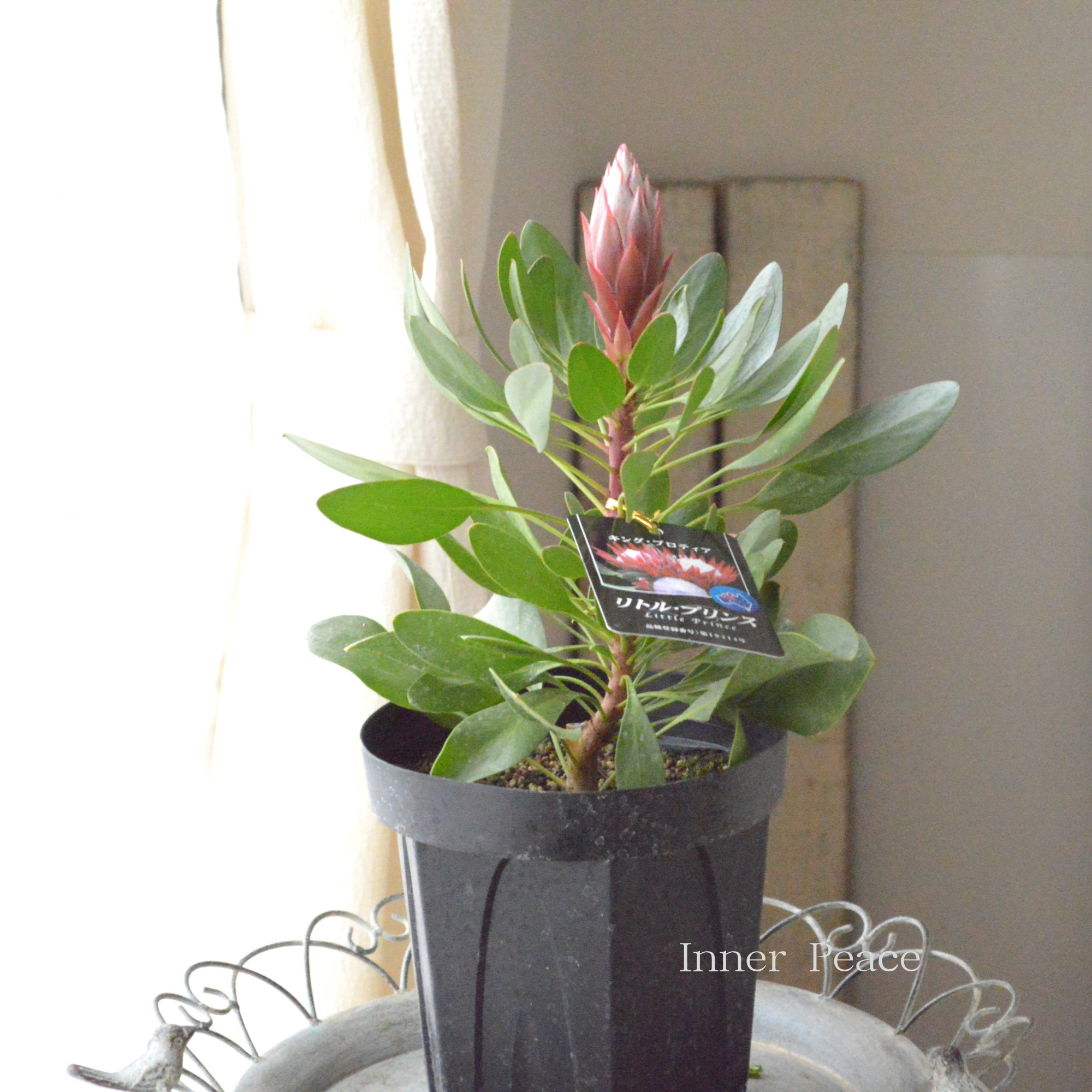 【人気】 プロテア 『リトルプリンス』 6号鉢