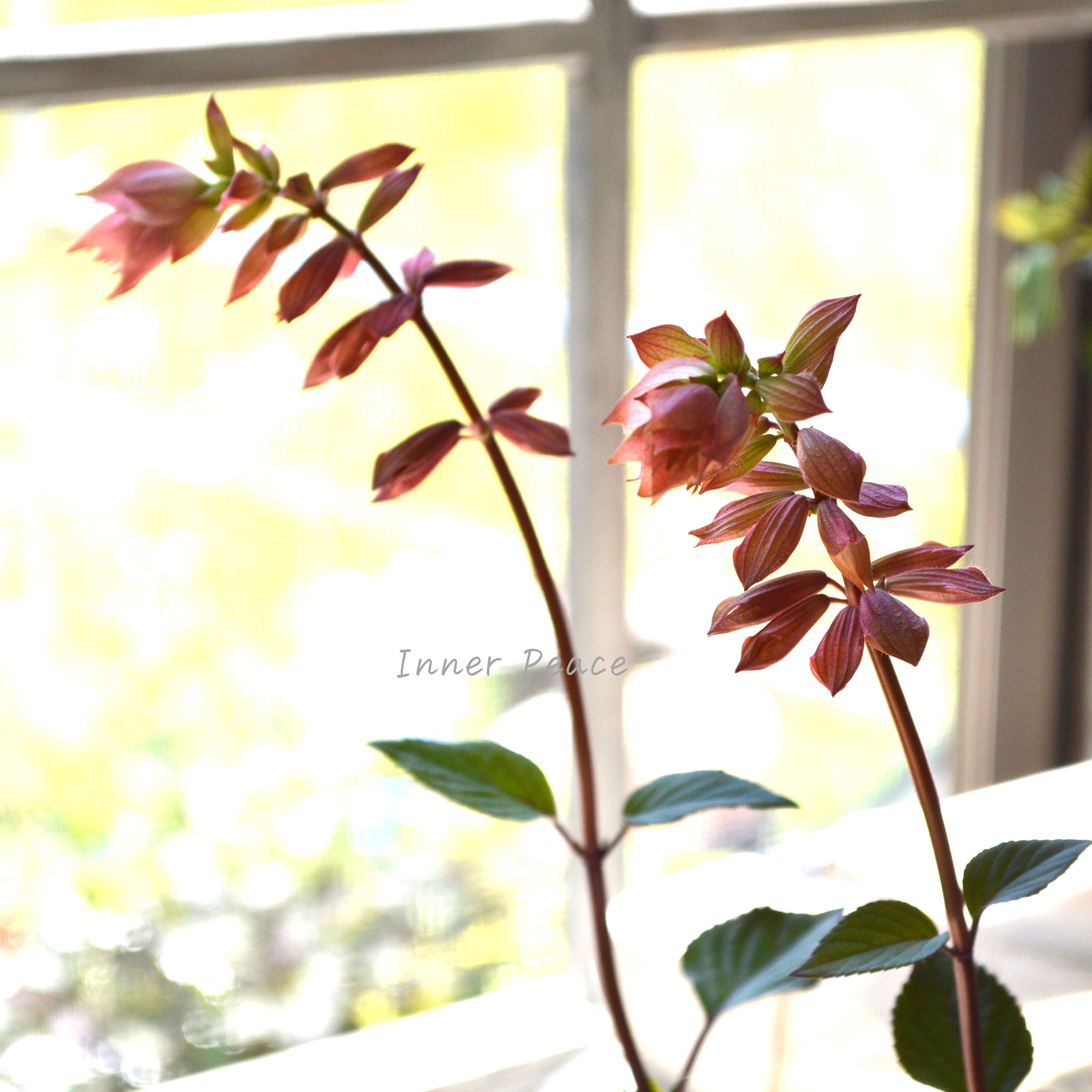 【宿根】 サルビア 『エンバーウィッシュ』 3.5寸POT