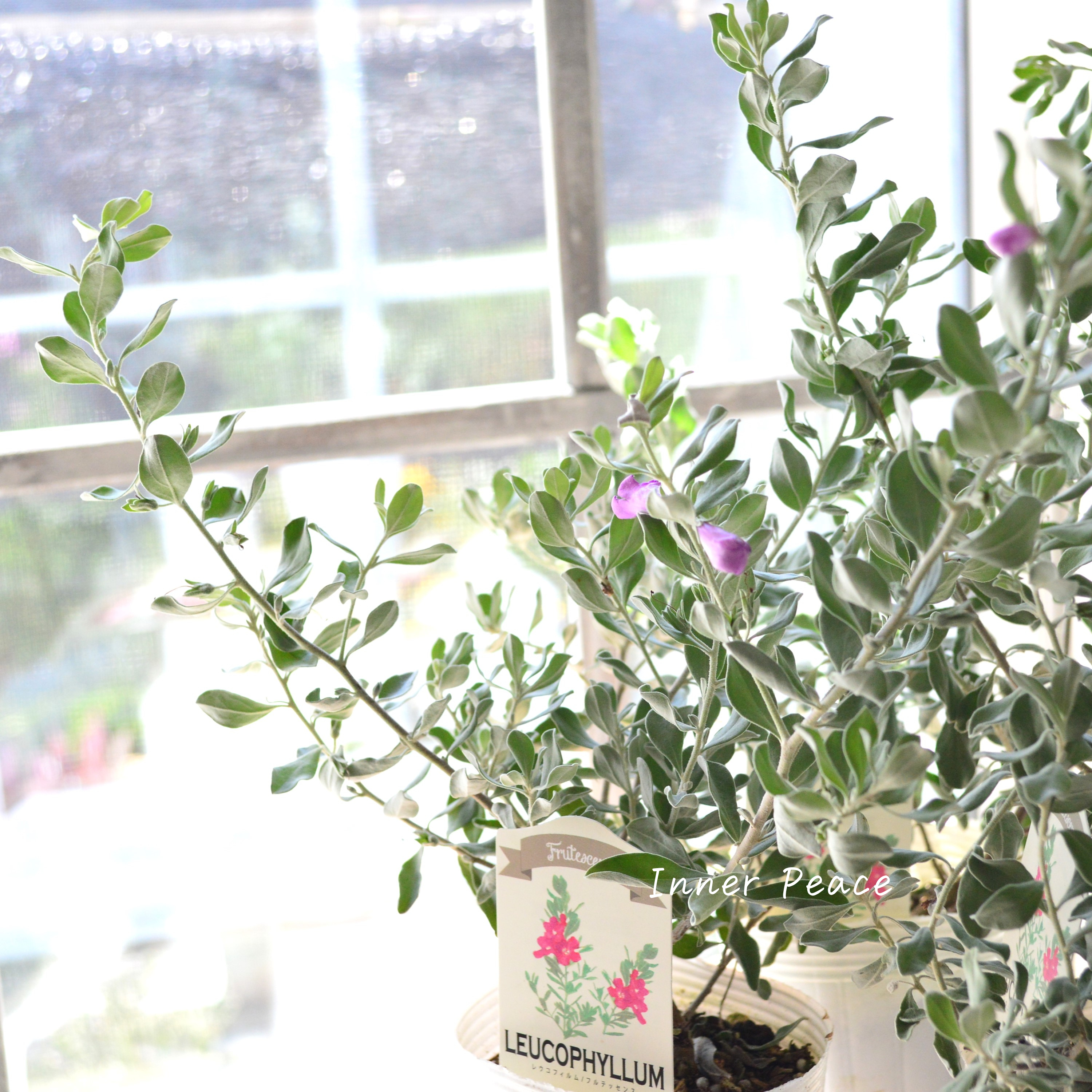 【シルバーリーフ】 レウコフィルム 『フルテスケンス』 3寸ロングPOT