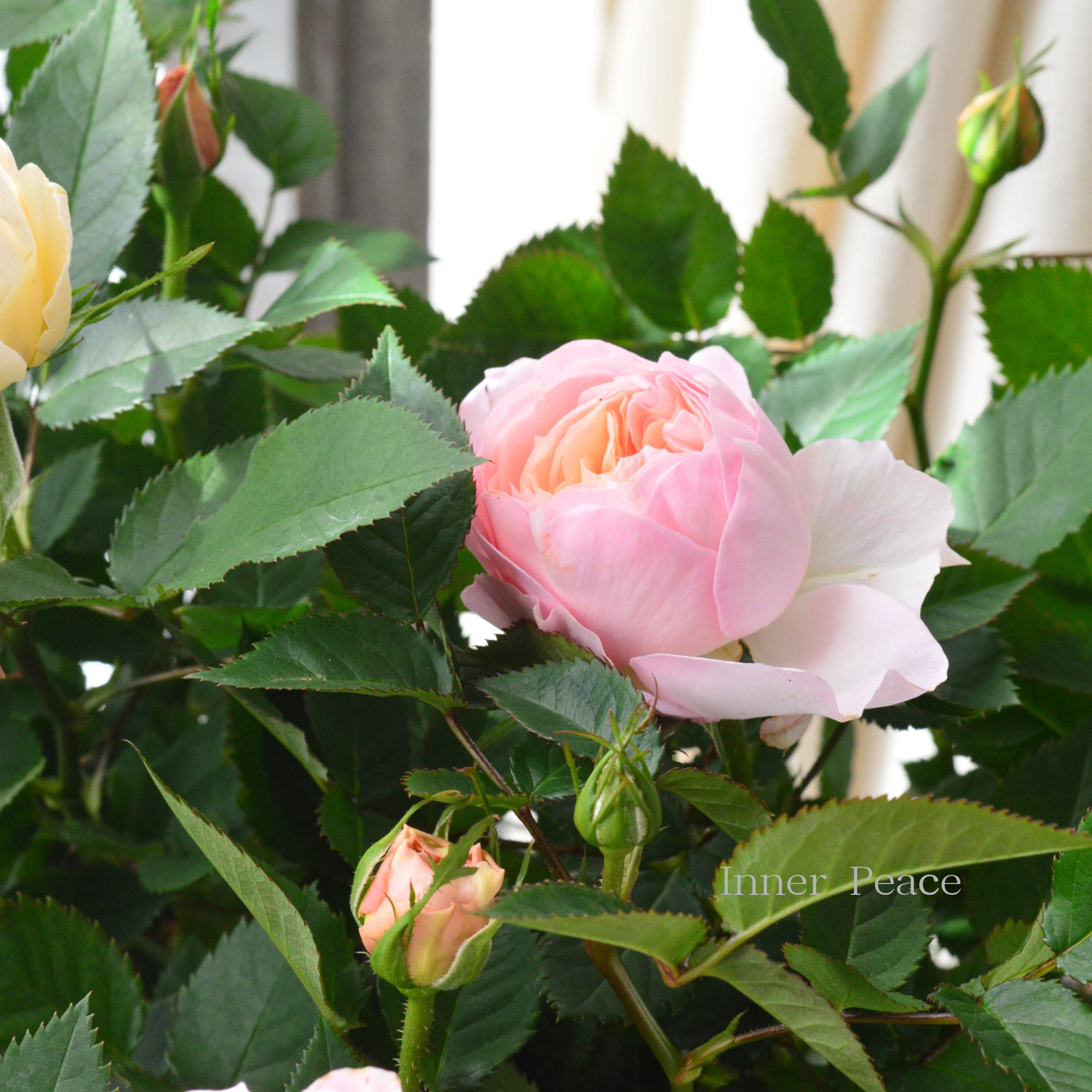 【大輪】 ミニ薔薇 『フジサン・フォーエバー』 4寸プラ鉢