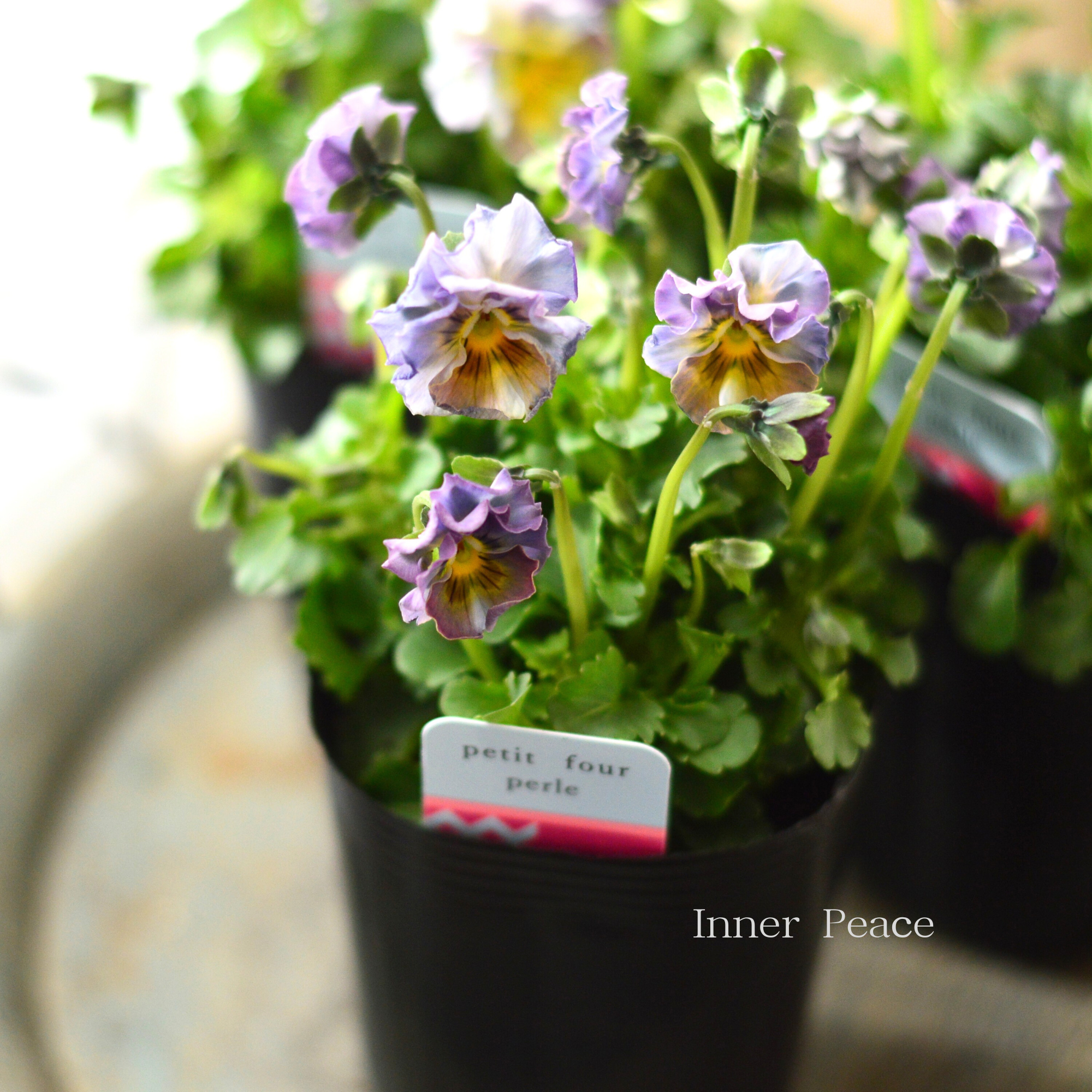 【ハルグリンさん】 ビオラ 『プティフール・ペルル 4番』 3寸POT