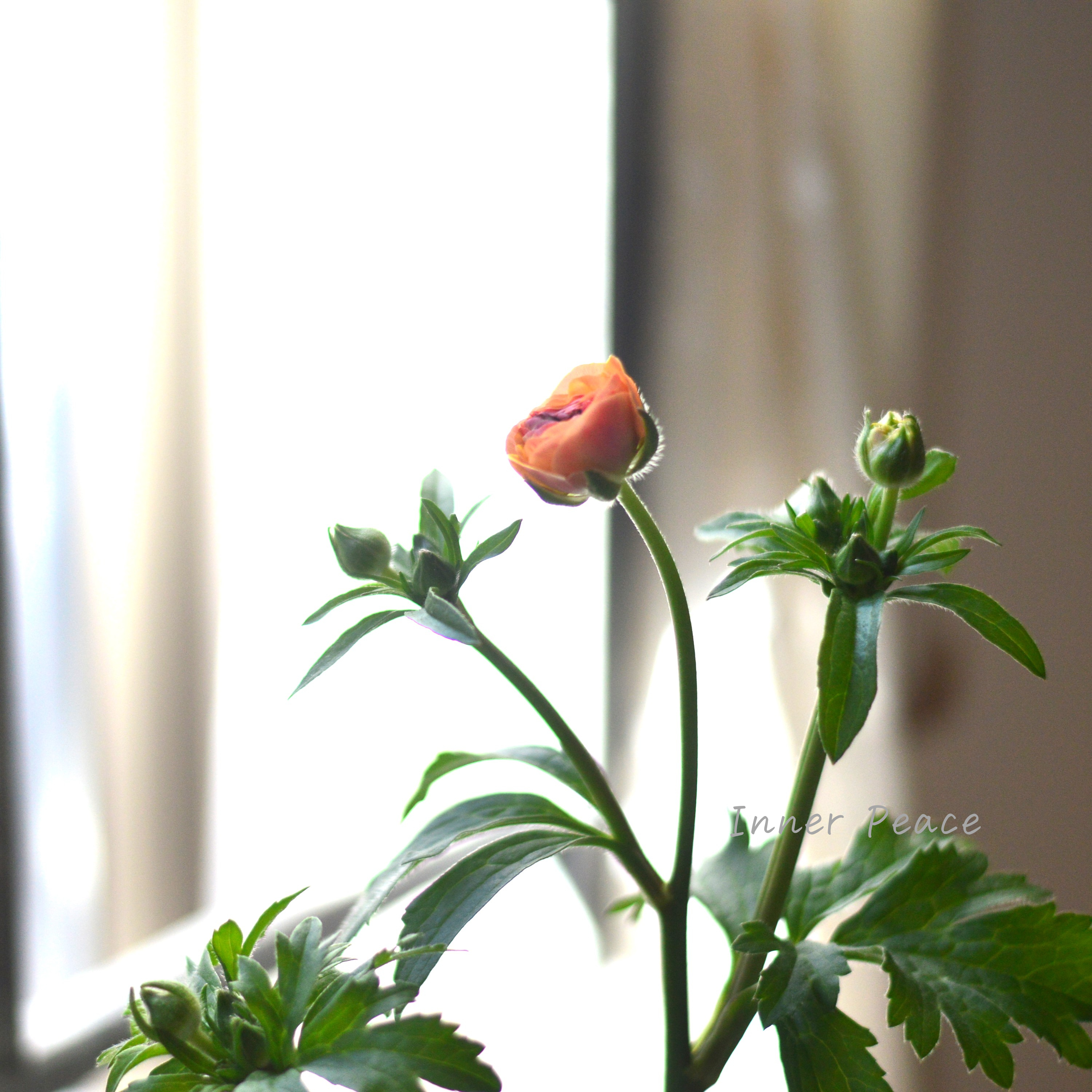 【美しい】 ラナンキュラス・ラックス 『ベスタリス』 3.5寸POT