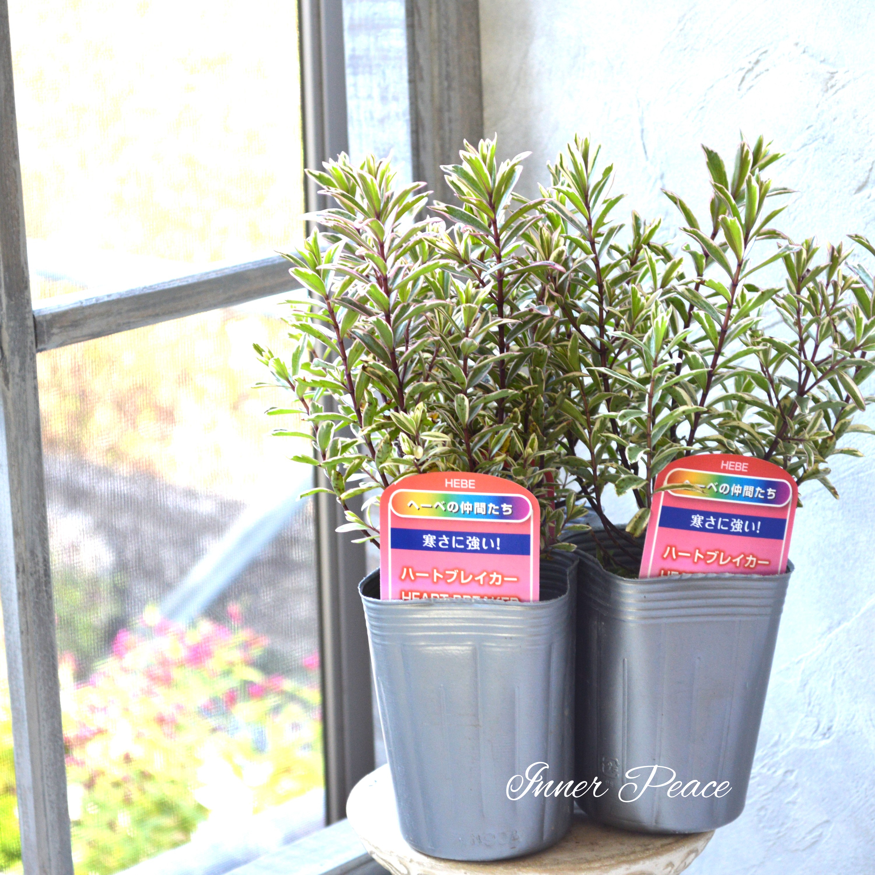 【寄せ植えに】 ヘーベ ハートブレイカー 3寸ロングPOT