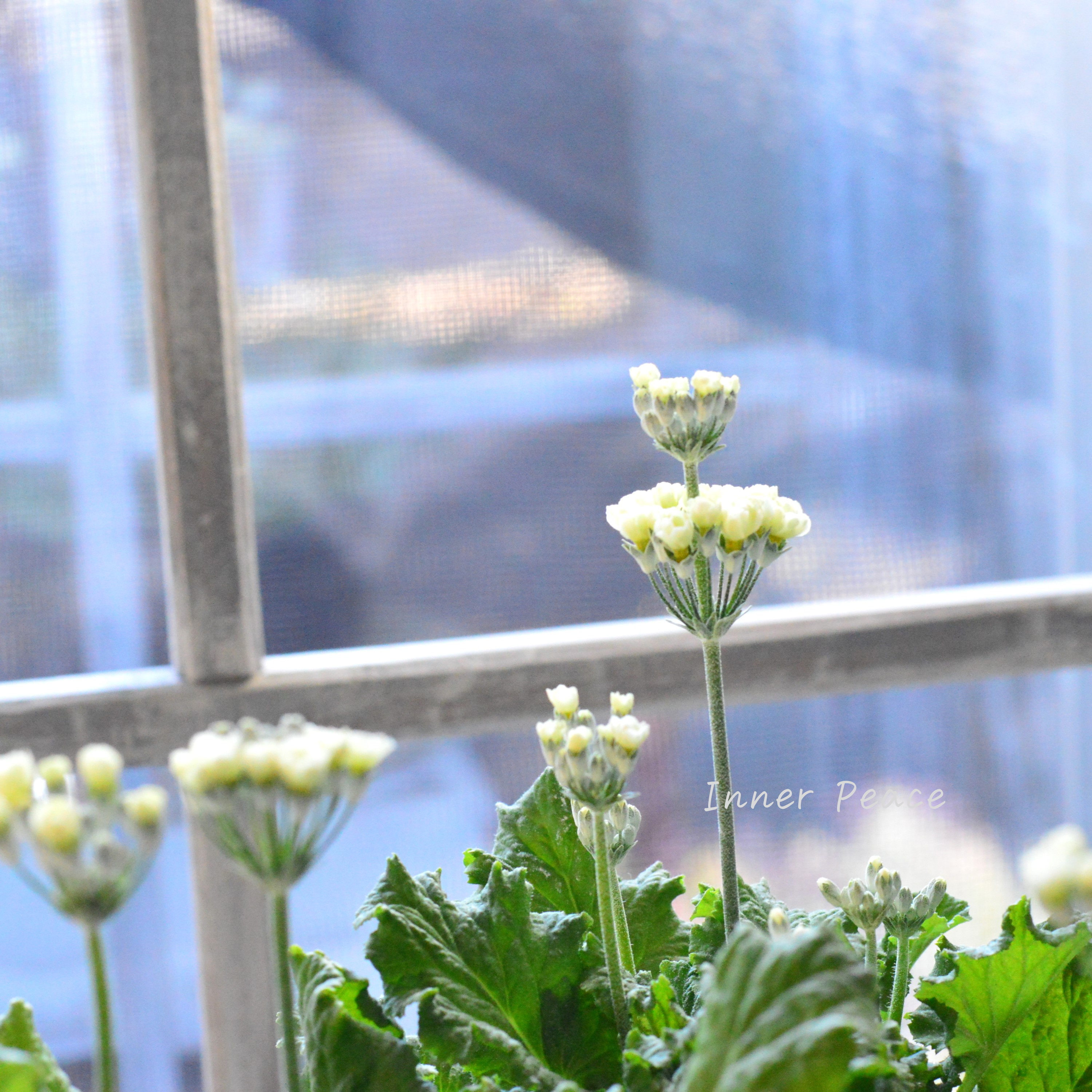 【美しい】 プリムラ マラコイデス 『黄萌~きぼう~』 3.5寸POT