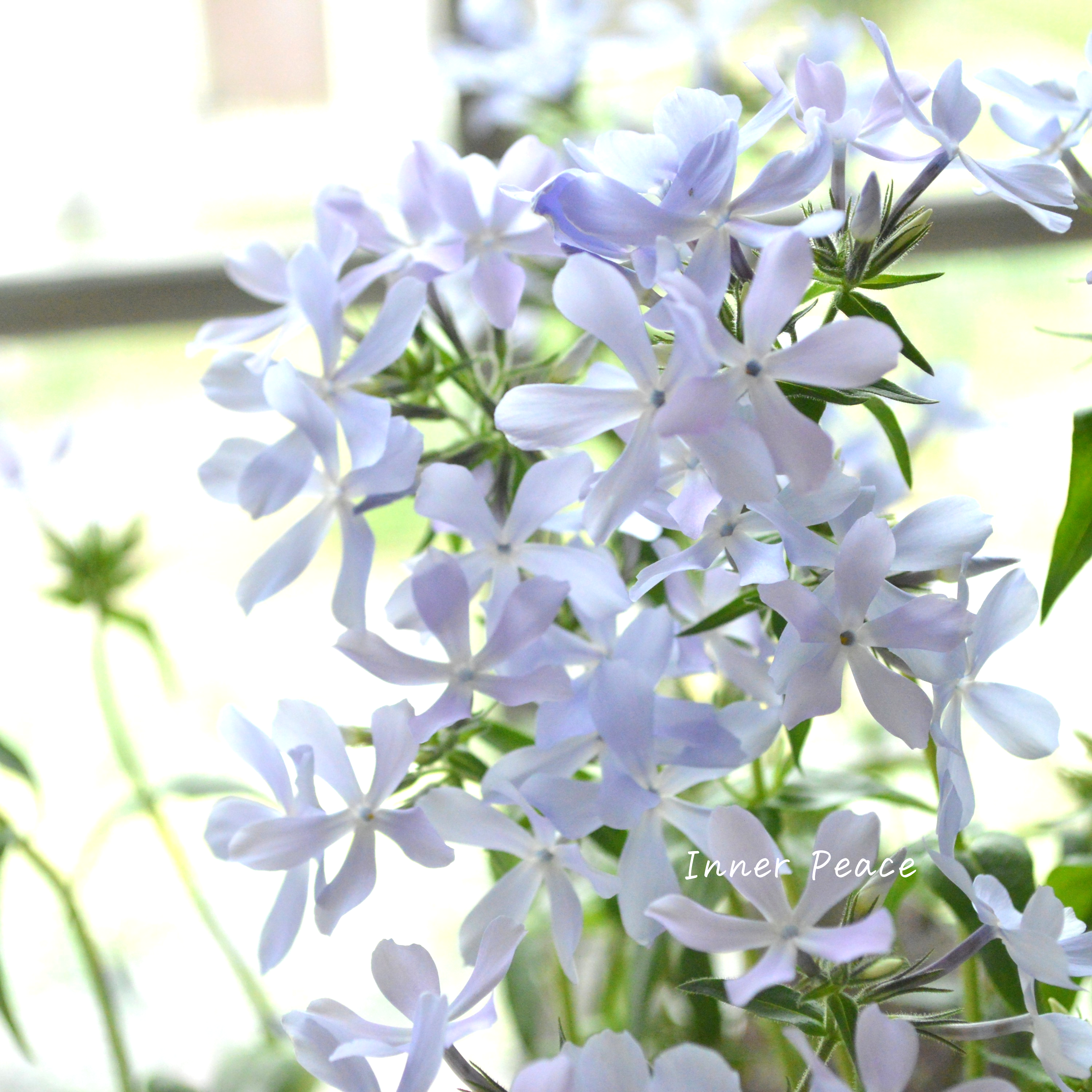 【宿根草】 フロックス 『ディバリガータ・ブルーパフューム』 3寸POT