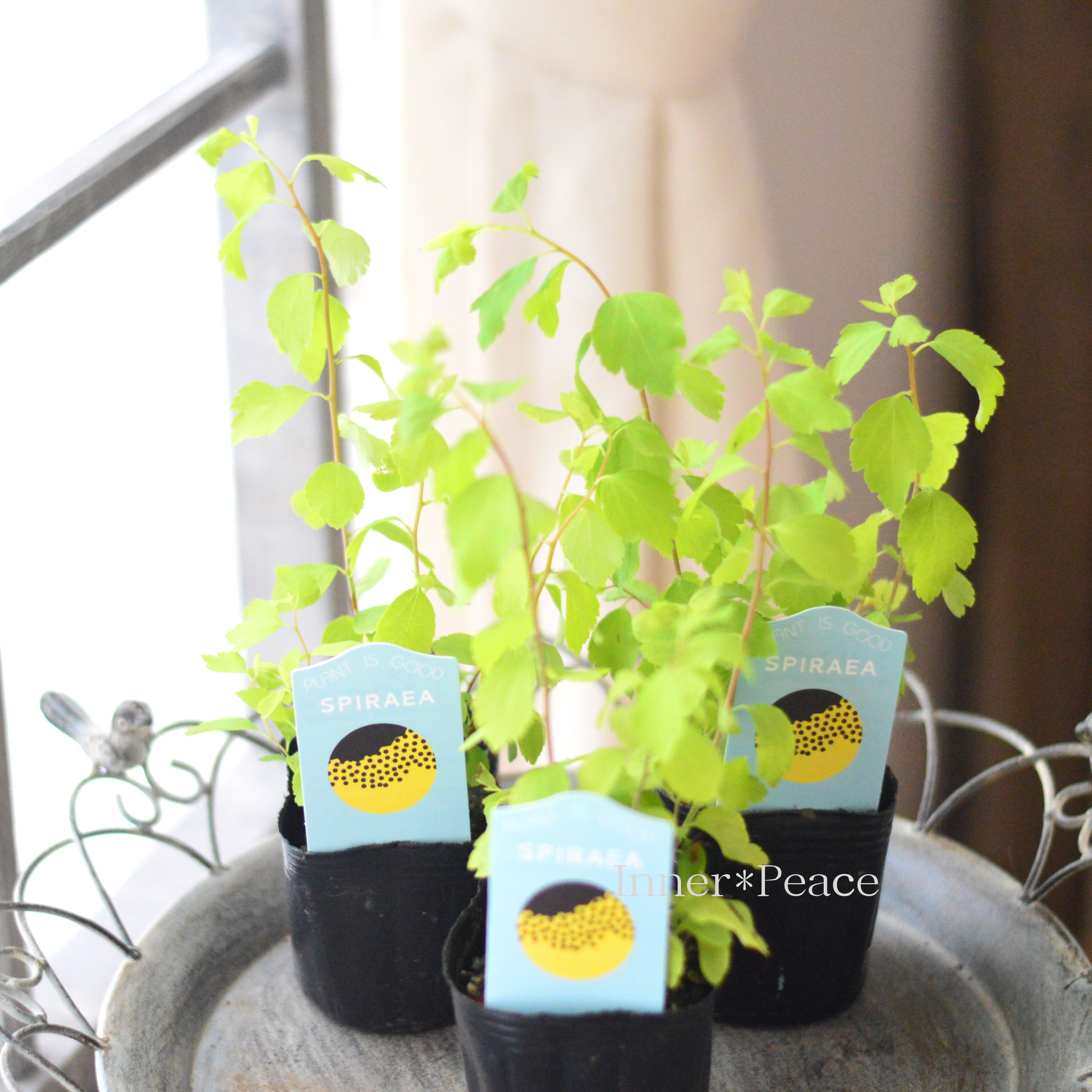 【美しい】 こでまり 『ゴールドファウンテン』 3寸POT