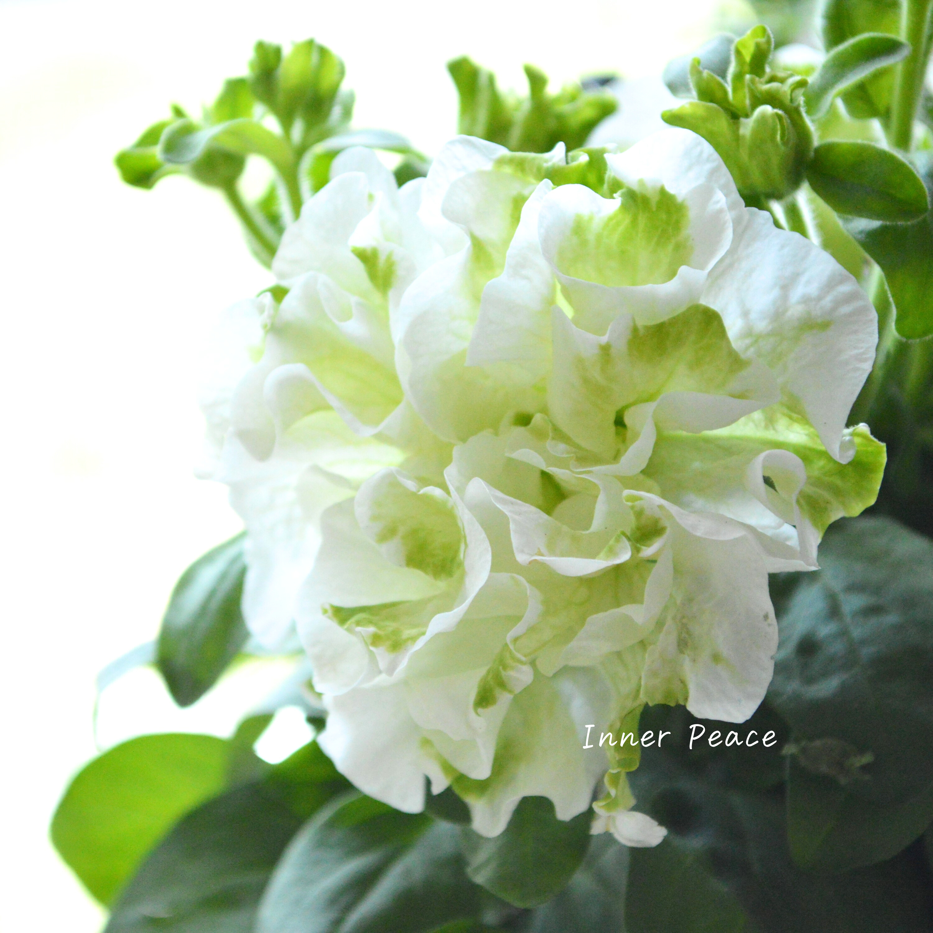 【ガルテン湘南さん】 ペチュニア 『湘南マルモ・ヴェルデ』 3.5寸POT