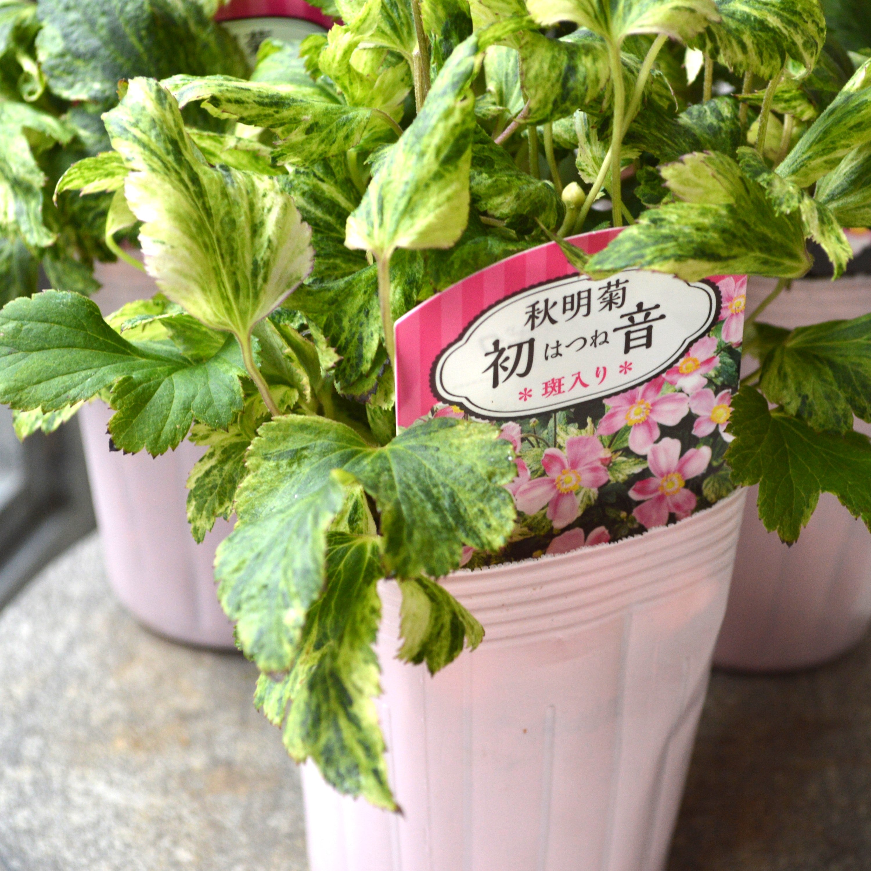 【斑入り】 シュウメイギク 『初音~はつね~』 3.5寸POT