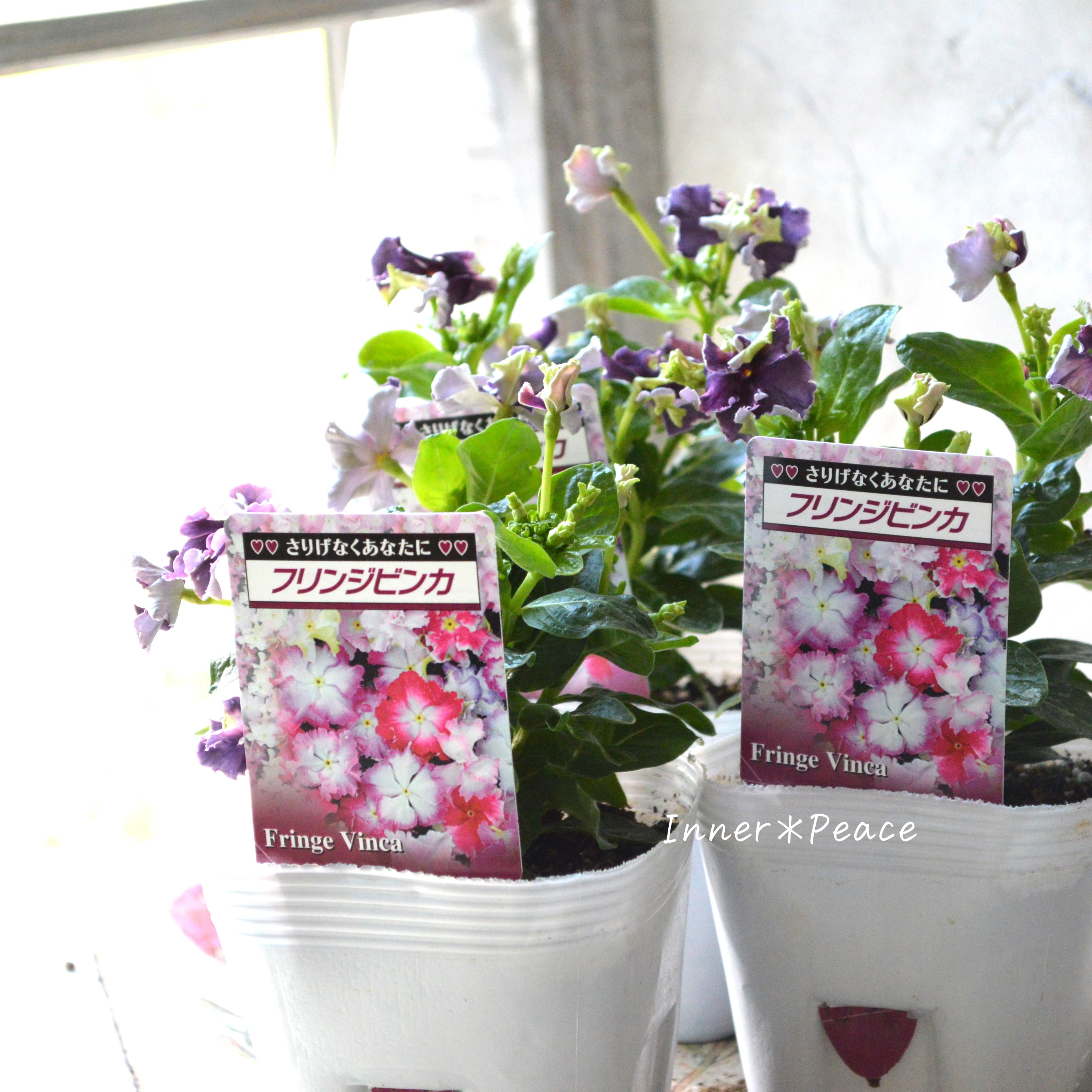 【北島園芸さん】 ニチニチソウ 『くすみブラックベリーチュチュ』 3.5寸POT