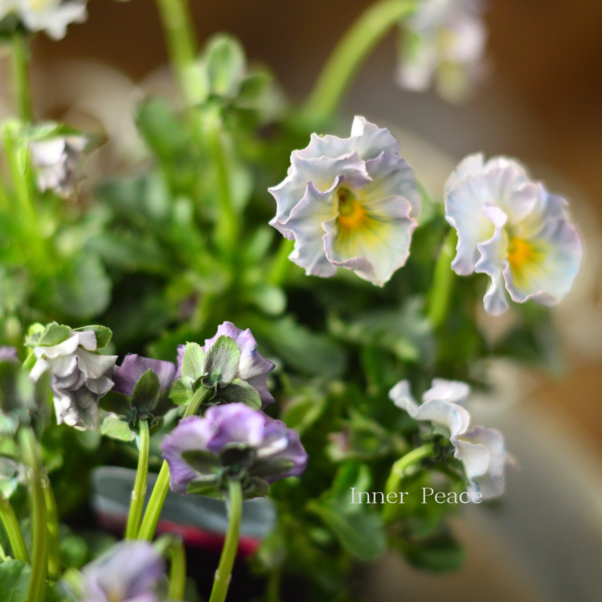 【ハルグリンさん】 ビオラ 『プティフール・ペルル 4番』 3寸POT