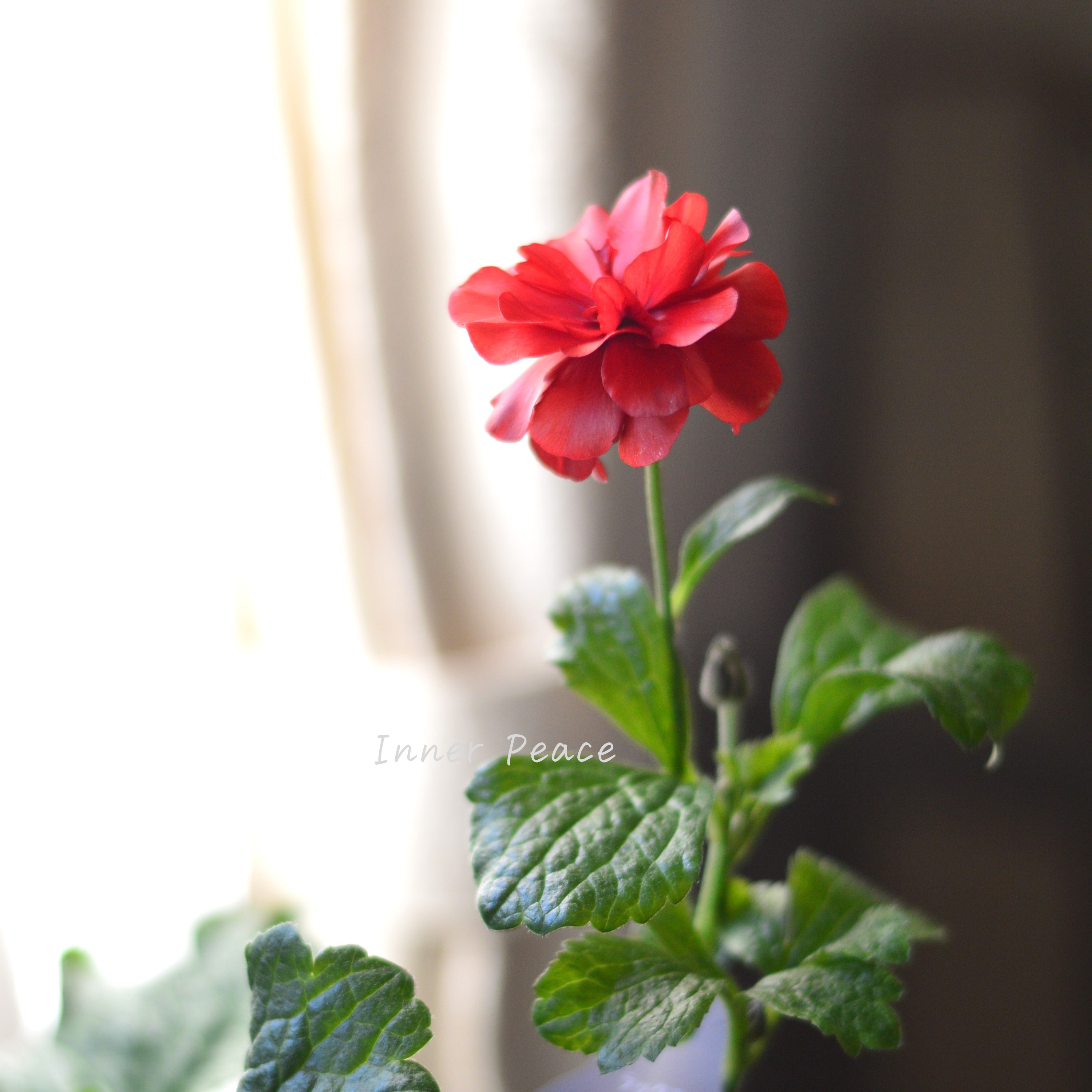 【美しい】 ラナンキュラス・ラックス 『ムーサ』 3.5寸ロングPOT