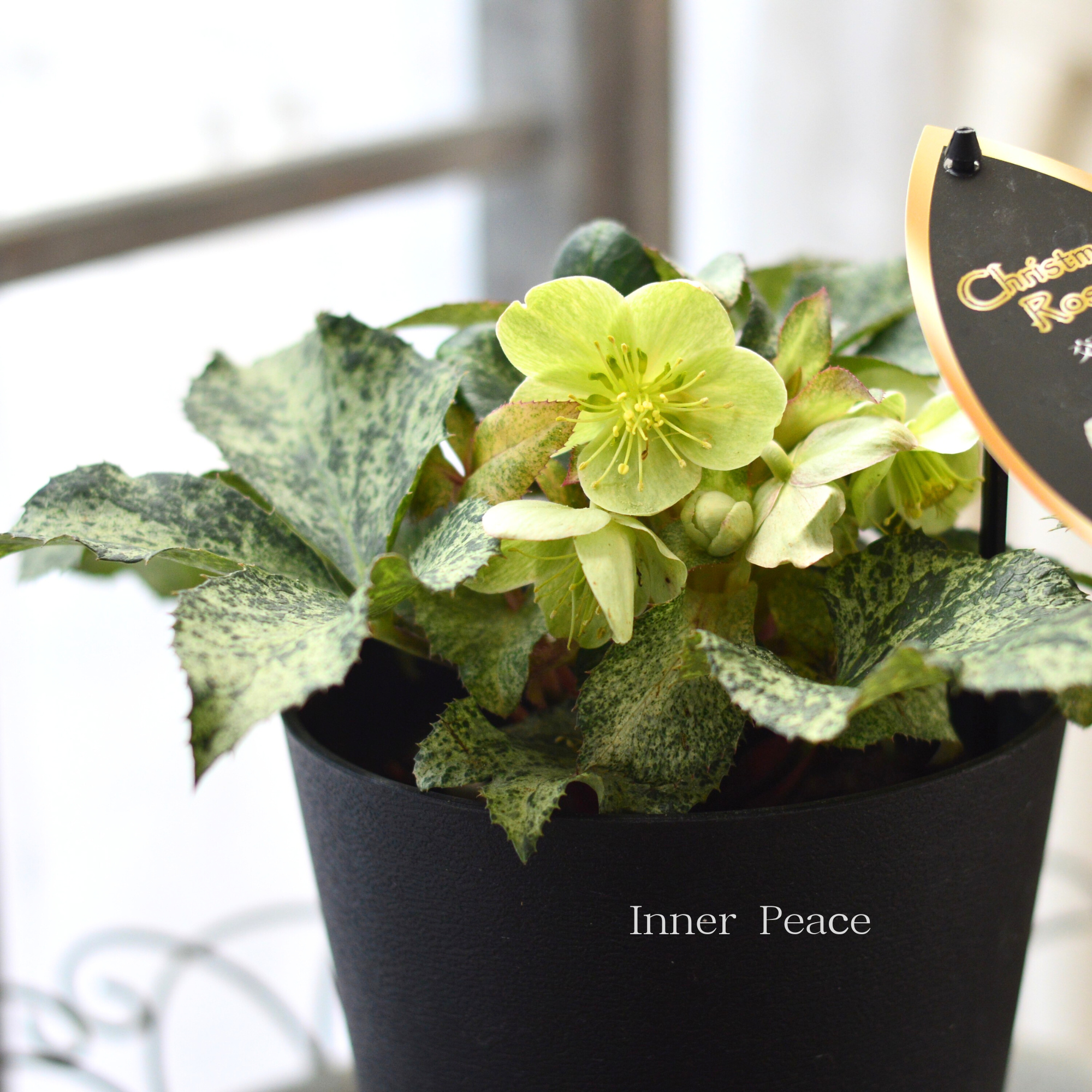 【美しい】 クリスマスローズ 『スノーフィーバー』 5寸鉢