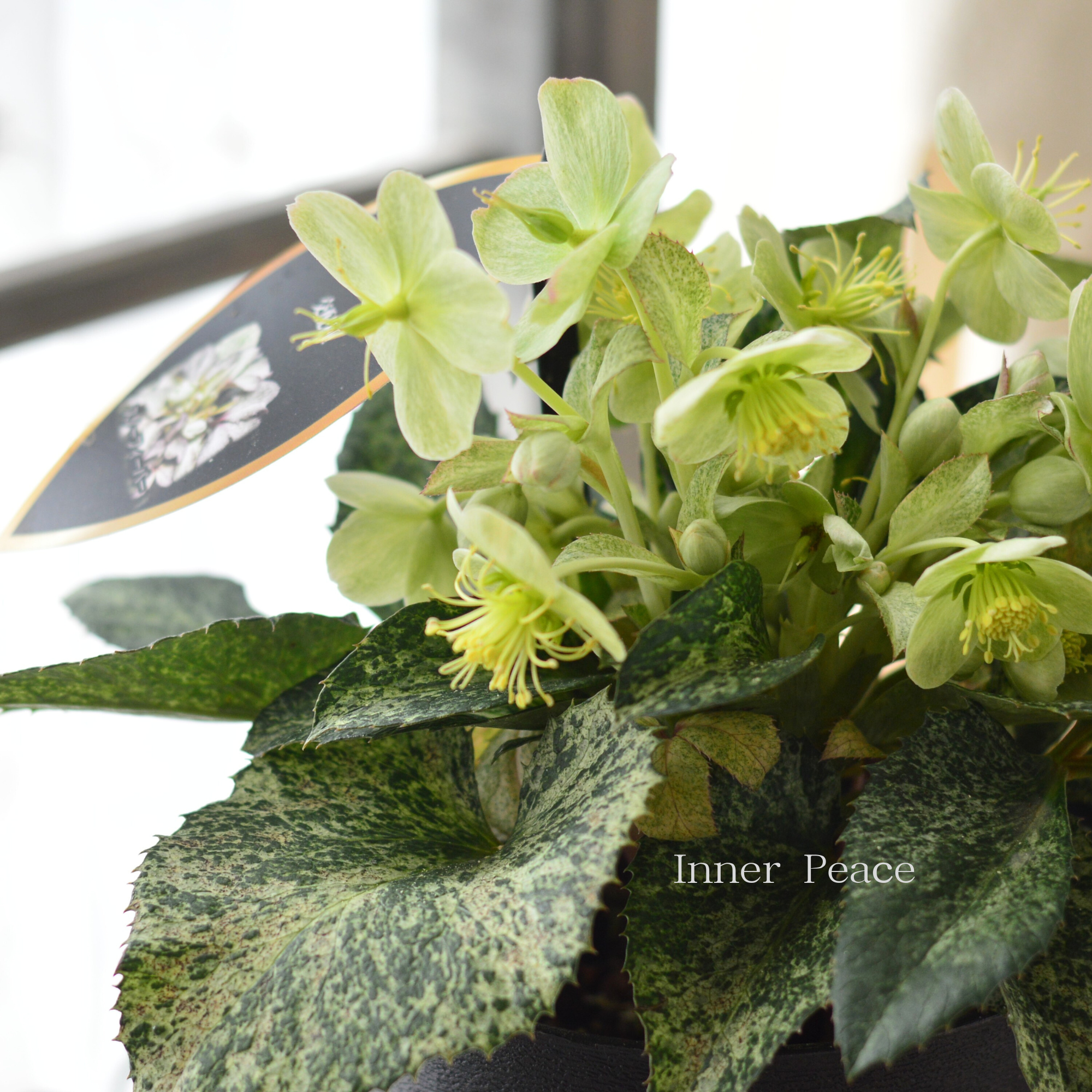 【美しい】 クリスマスローズ 『スノーフィーバー』 5寸鉢