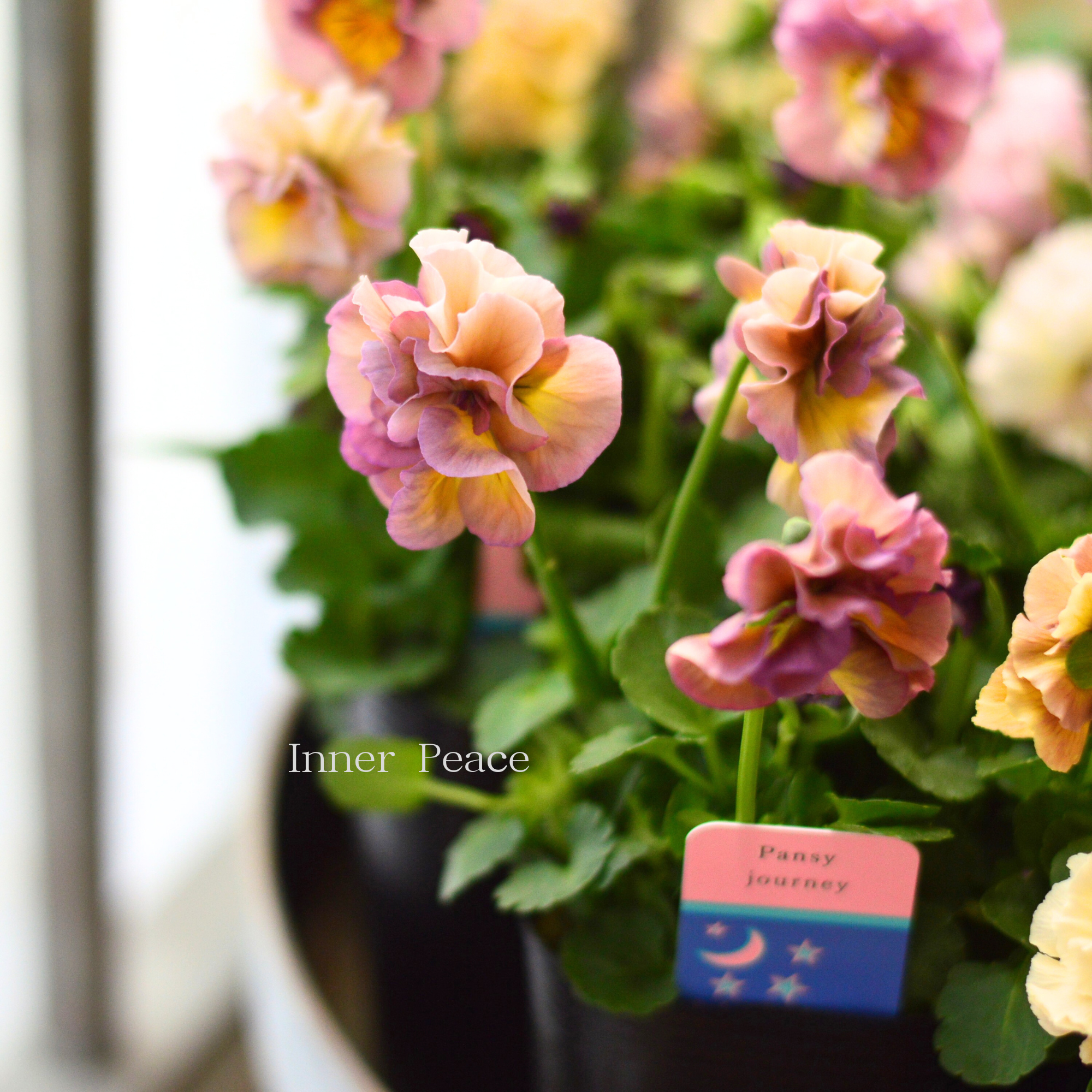 【ハルグリンさん】新品種 パンジー 『ジャーニー』 3寸POT