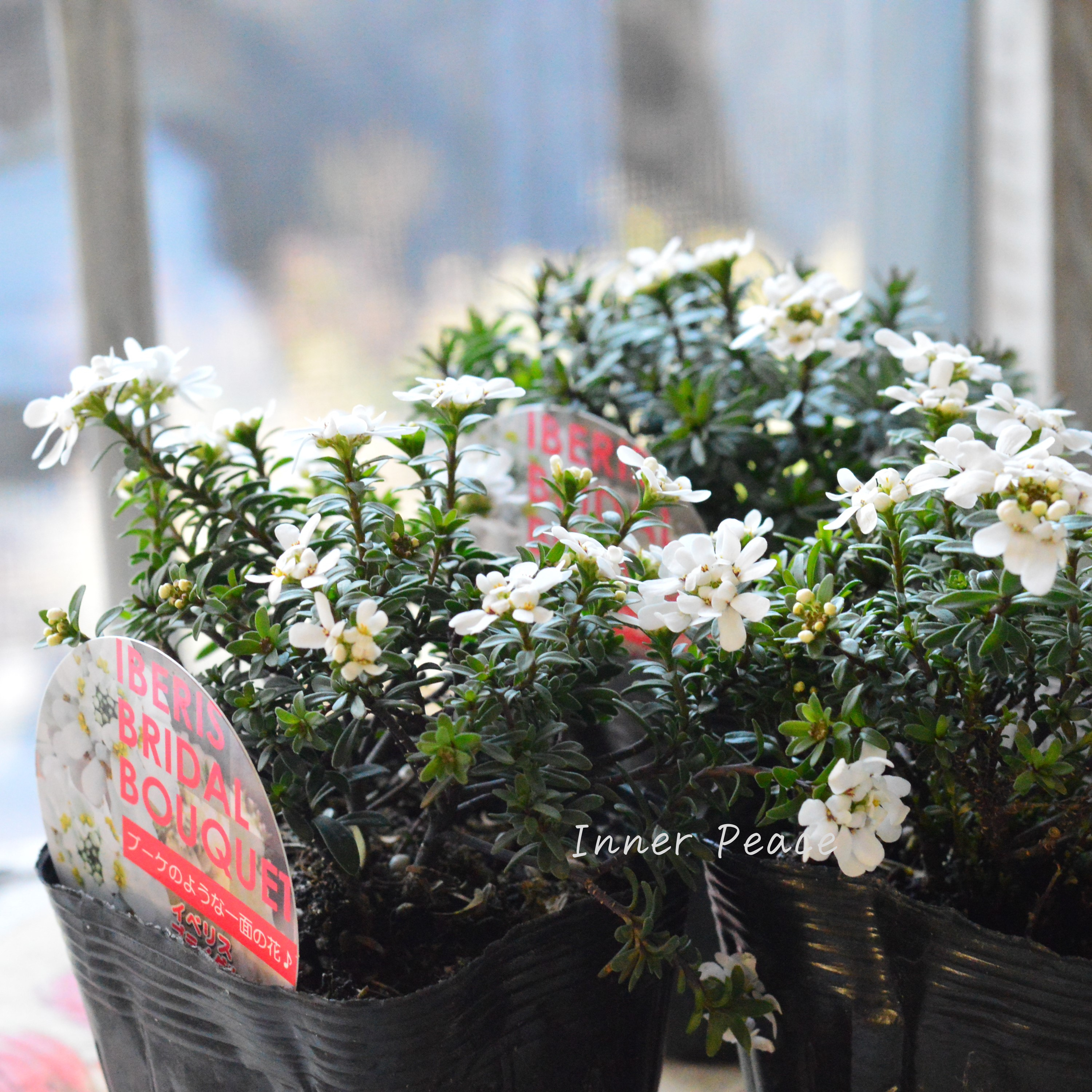【寒さに強い】 宿根イベリス 『ブライダルブーケ』 3.5寸POT