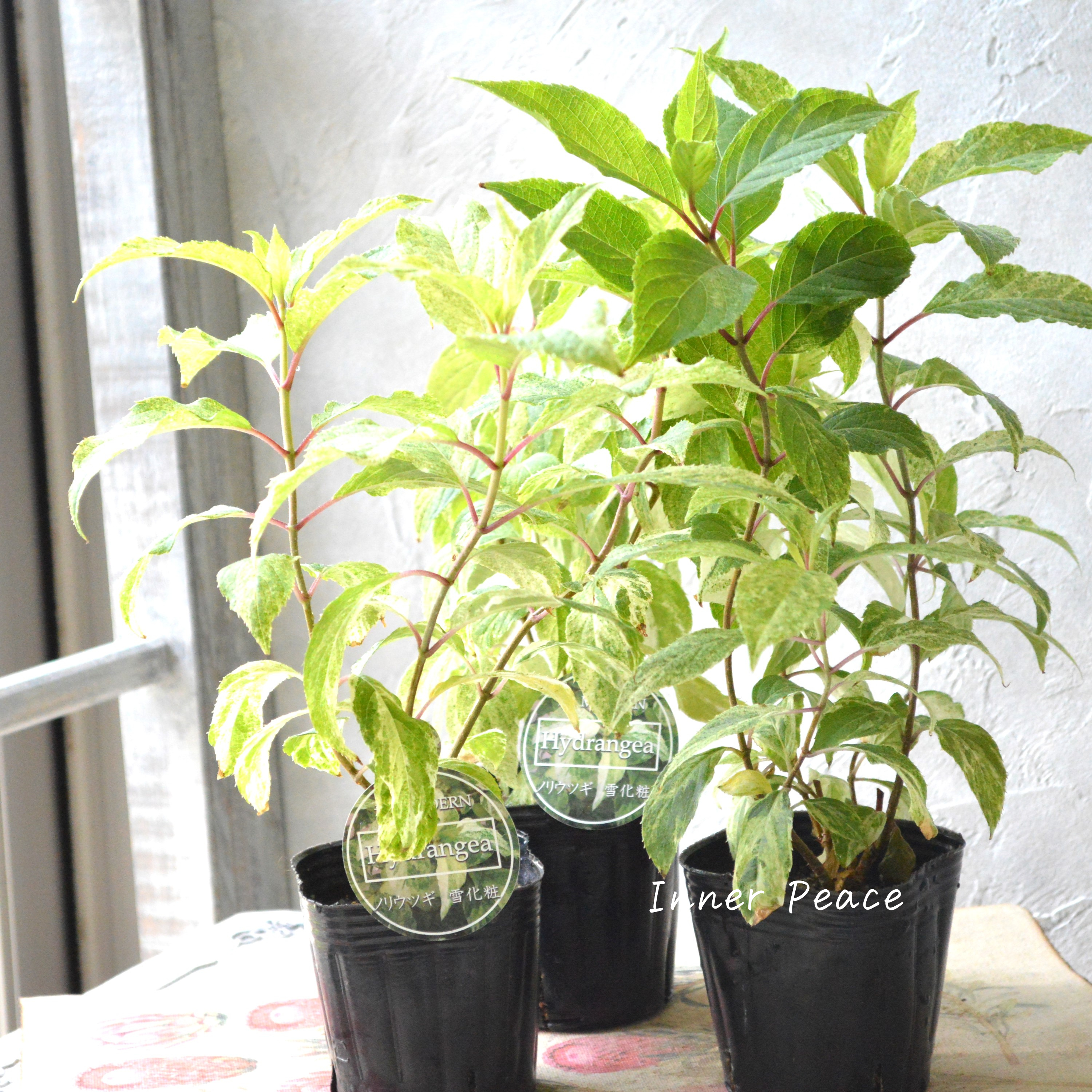 【斑入り】 ノリウツギ 『雪化粧』 3寸POT