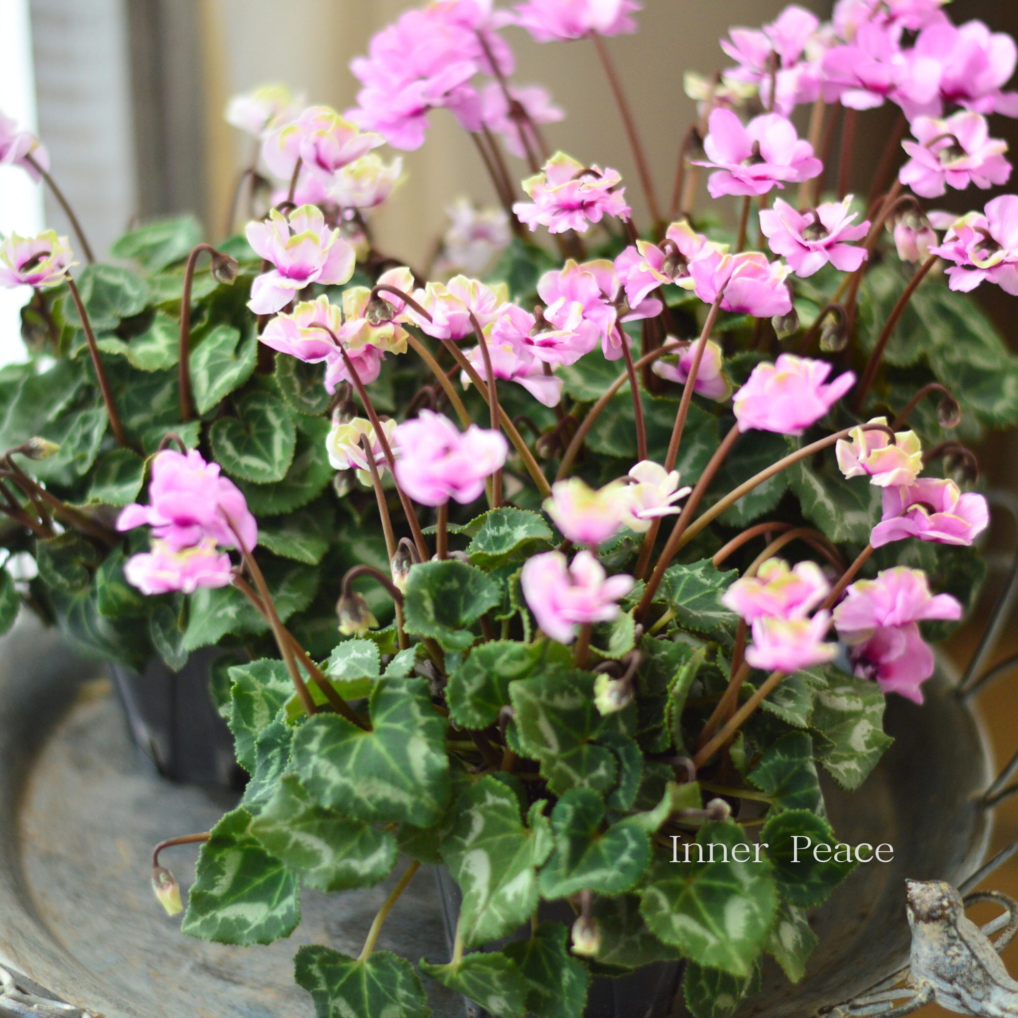 【八重咲き】 ガーデンシクラメン 『グリーンティアラ・ピンク系』 3寸硬質POT