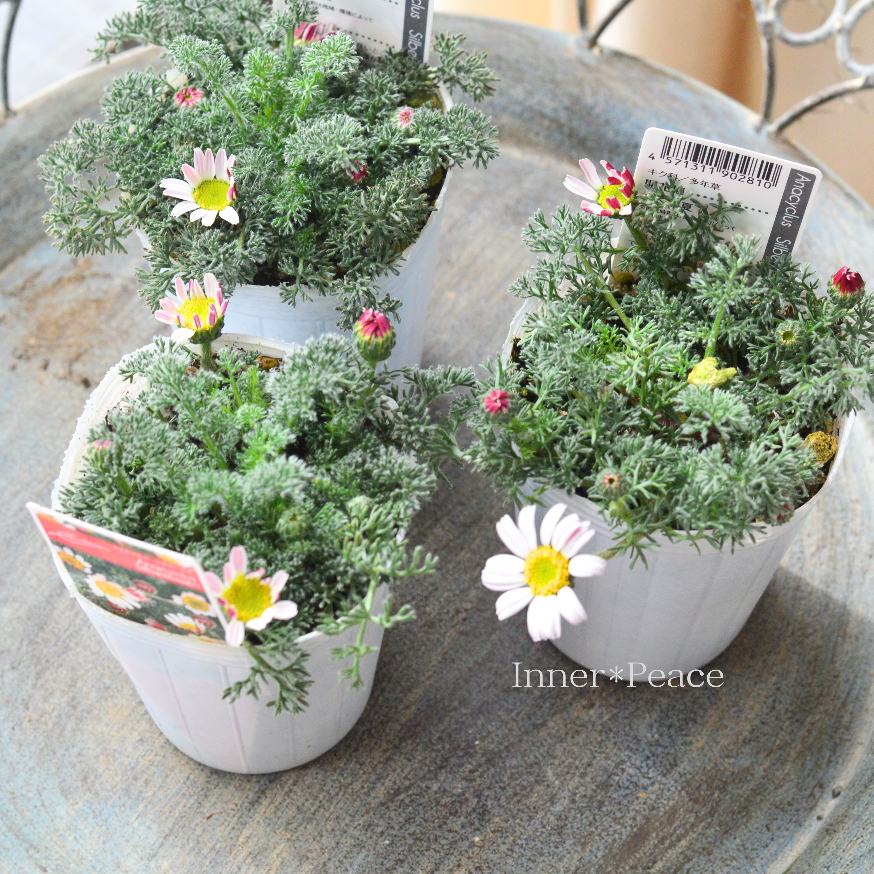 【かわいい】 アナキクルス 『シルバーキス』 3寸POT