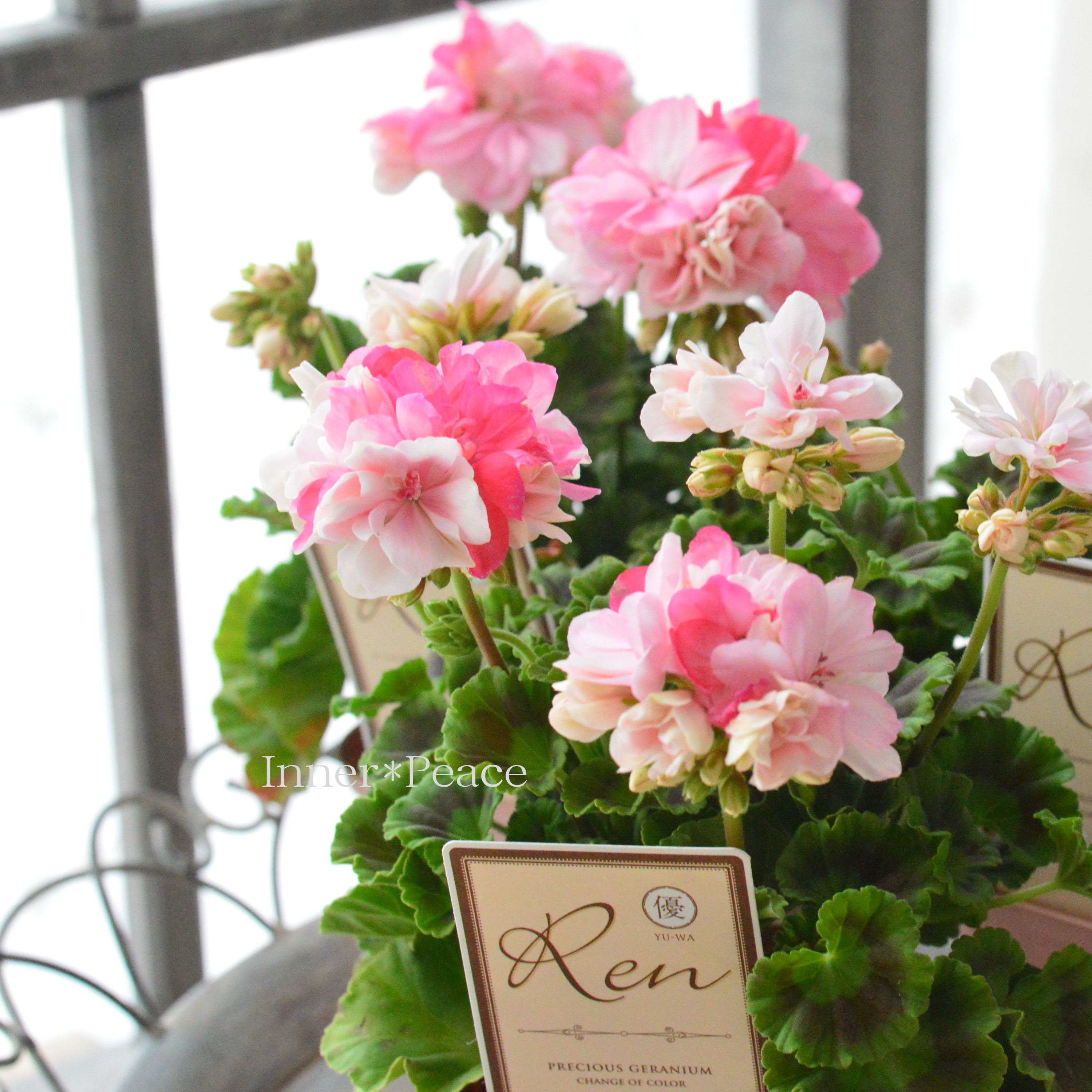 【美しい】 ゼラニウム 『Ren ~レン~』 3.5寸硬質POT