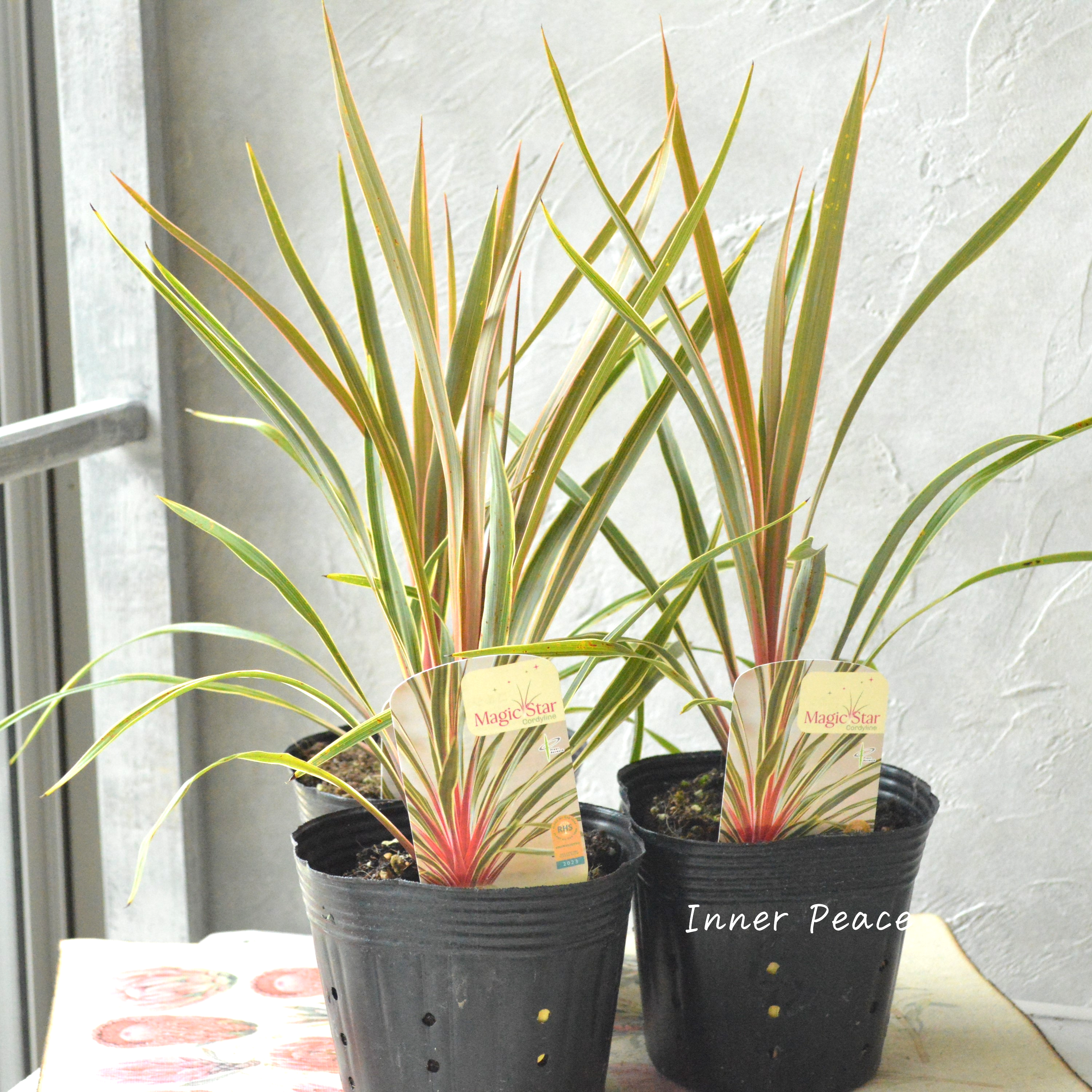 【日本初上陸】 コルジリネ 『マジックスター』 4号POT