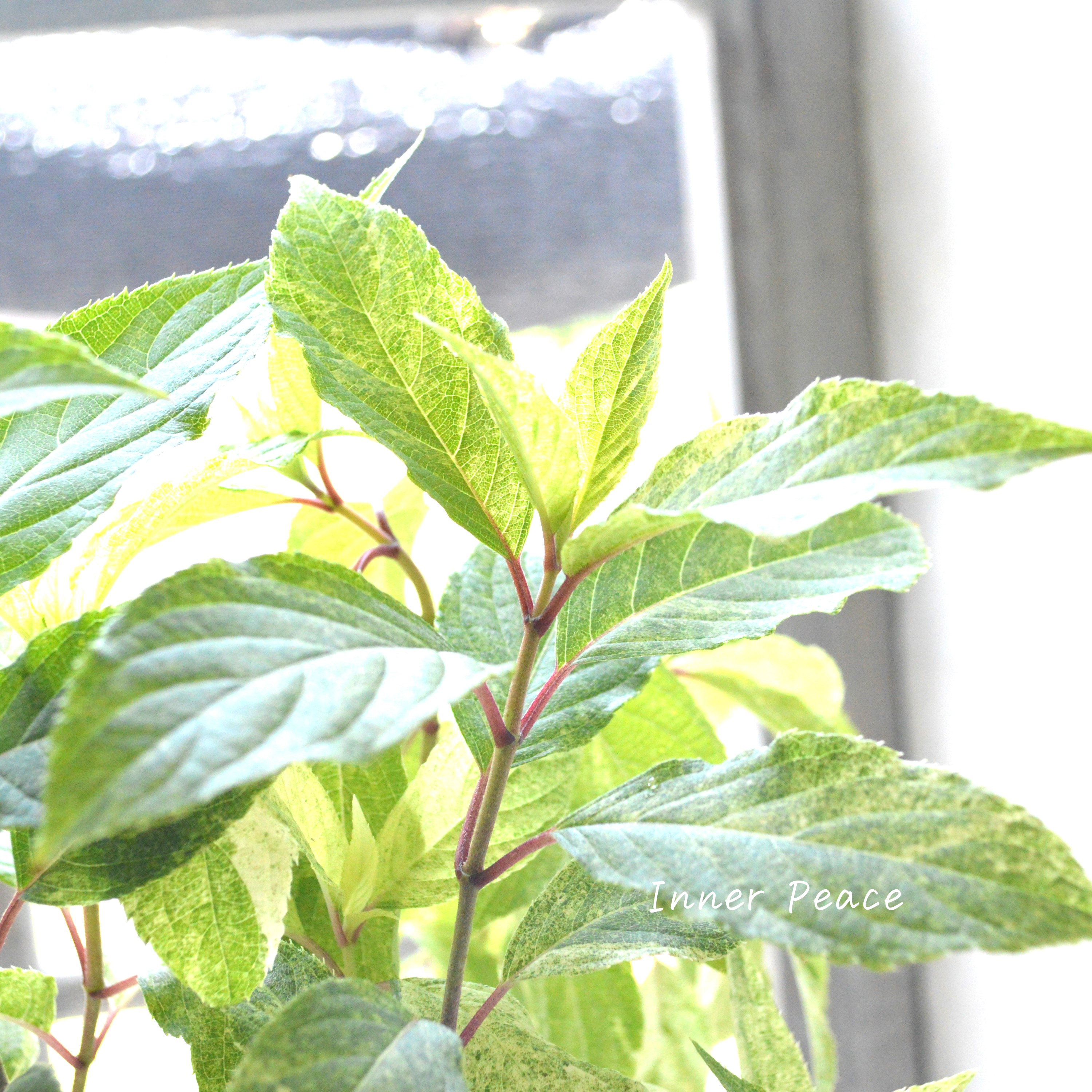 【斑入り】 ノリウツギ 『雪化粧』 3寸POT