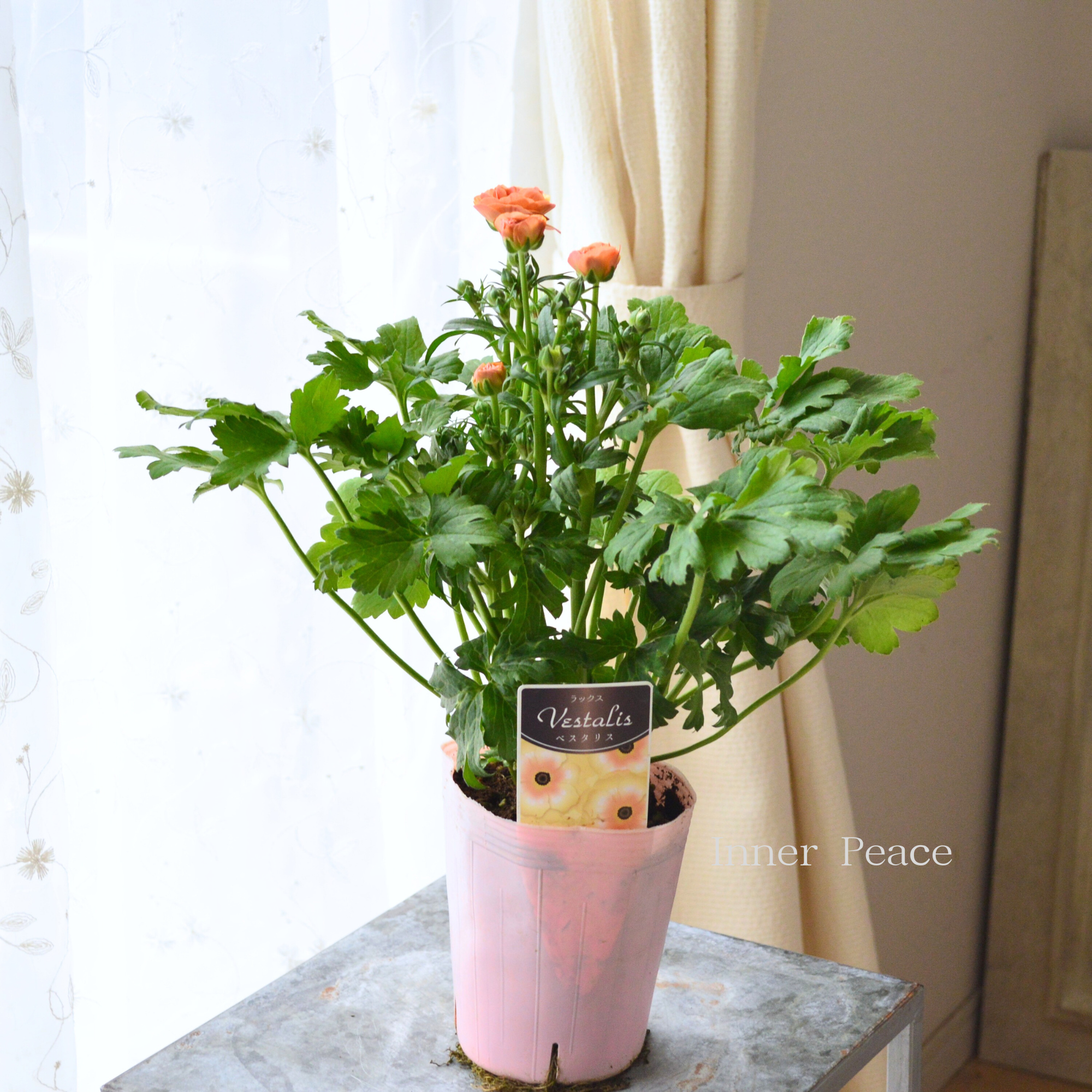 【美しい】 ラナンキュラス・ラックス 『ベスタリス』 4寸POT