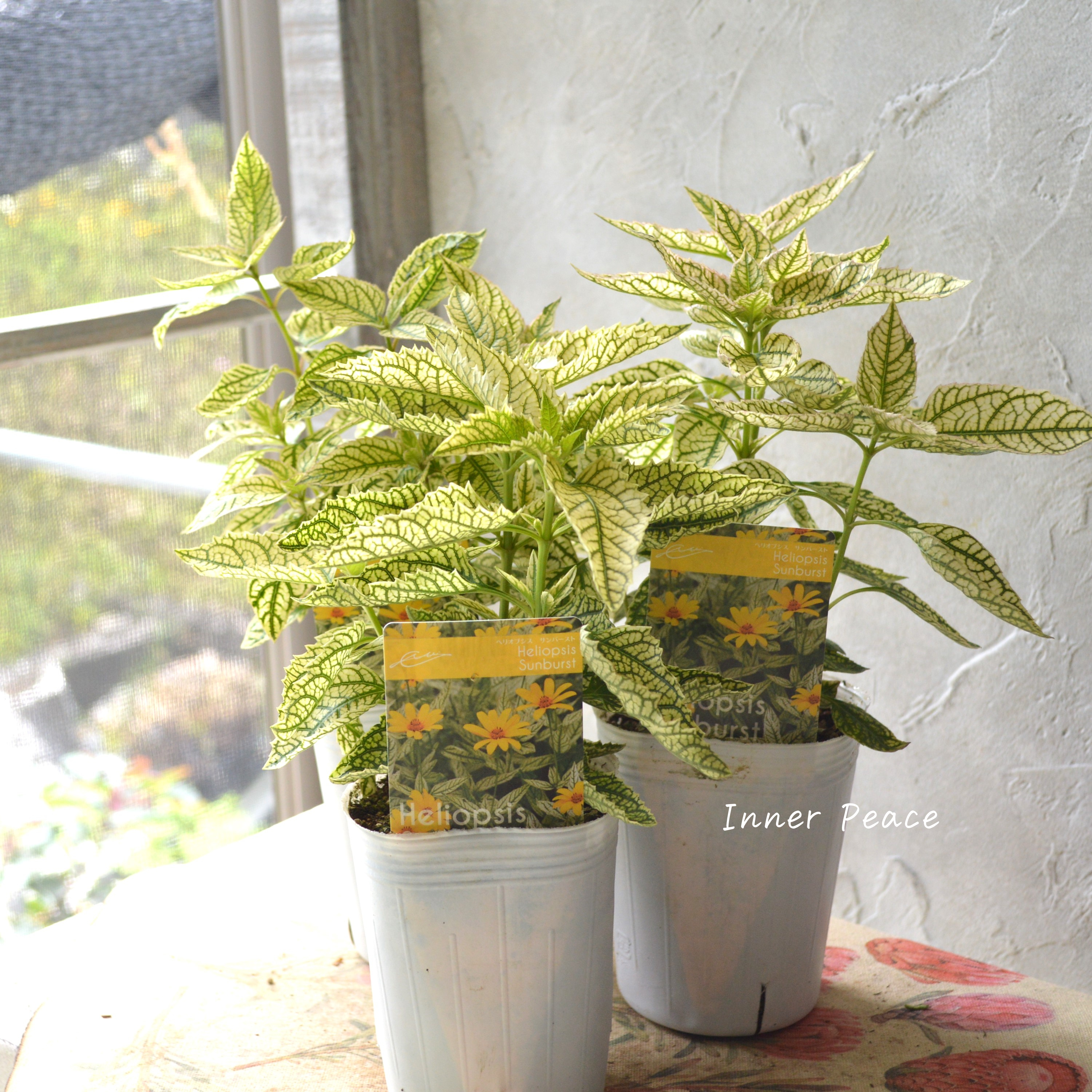 【開花期が長い】 ヘリオプシス 『サンバースト』 3寸POT