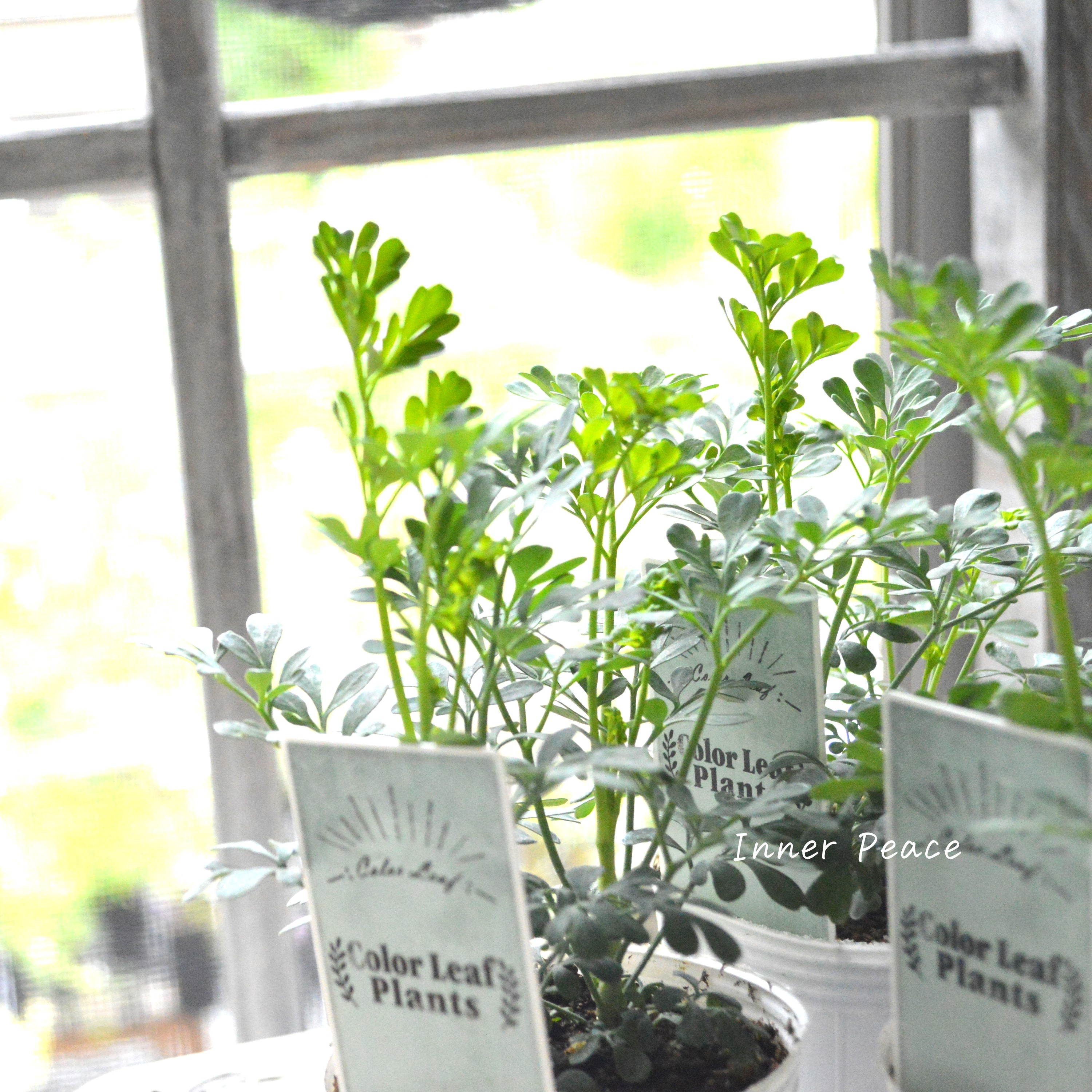 【常緑】 ガーデン・ルー 2.5寸POT