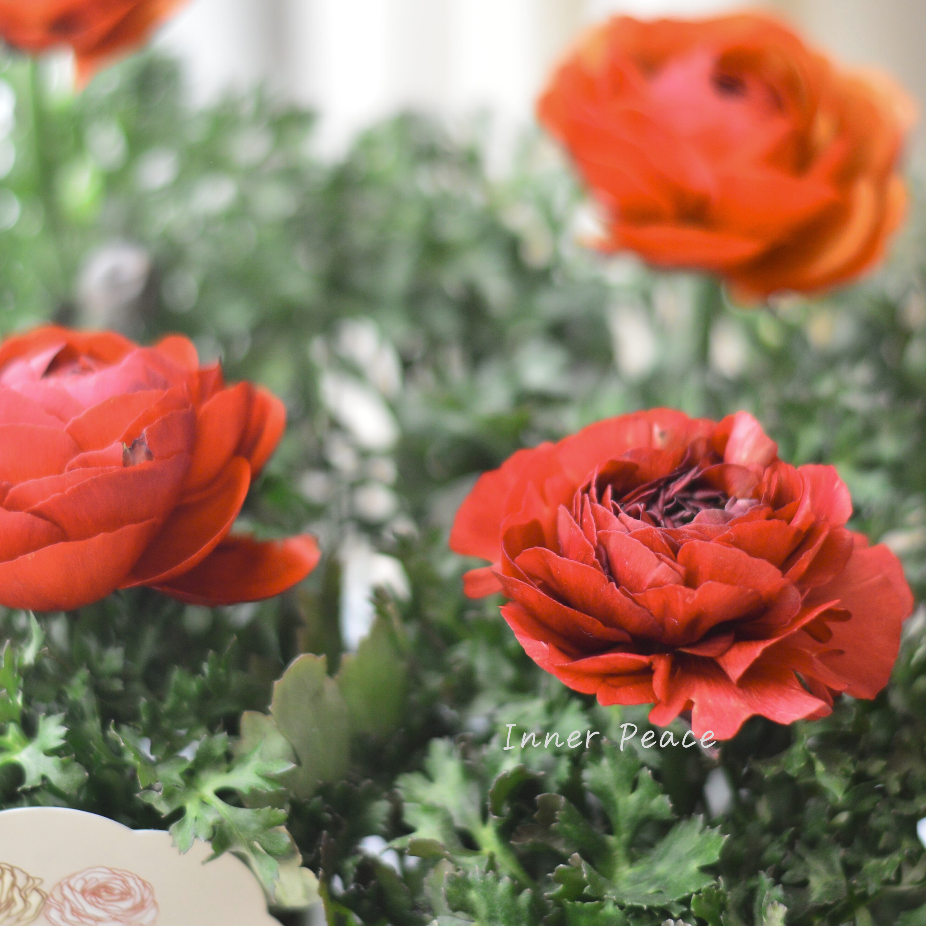 【シック】 ラナンキュラス 『チョコレート』 3.5寸ロングPOT