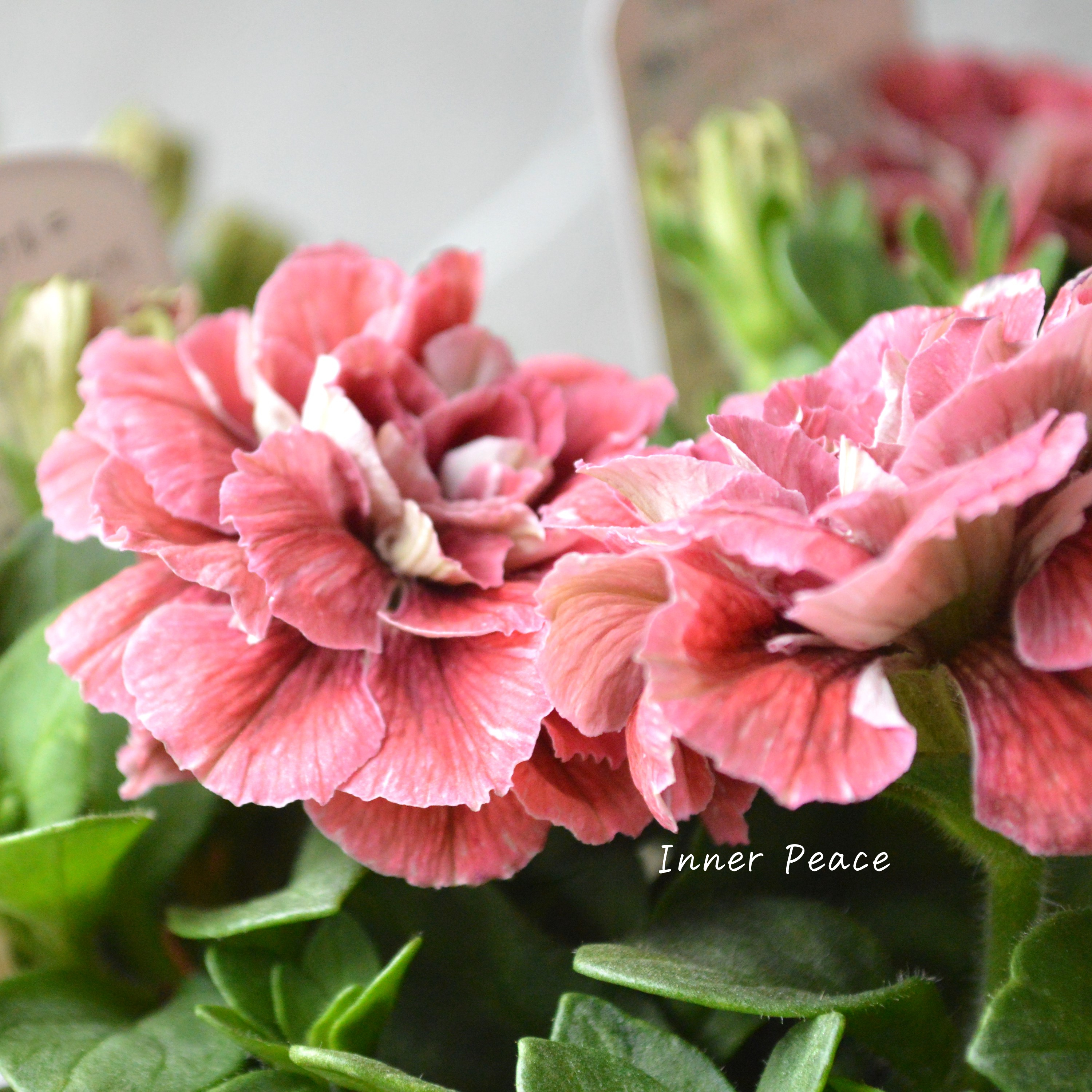 【花日和さんオリジナル】 ペチュニア 『ホイップマカロン・ビターロッソ』 3寸ロングPOT