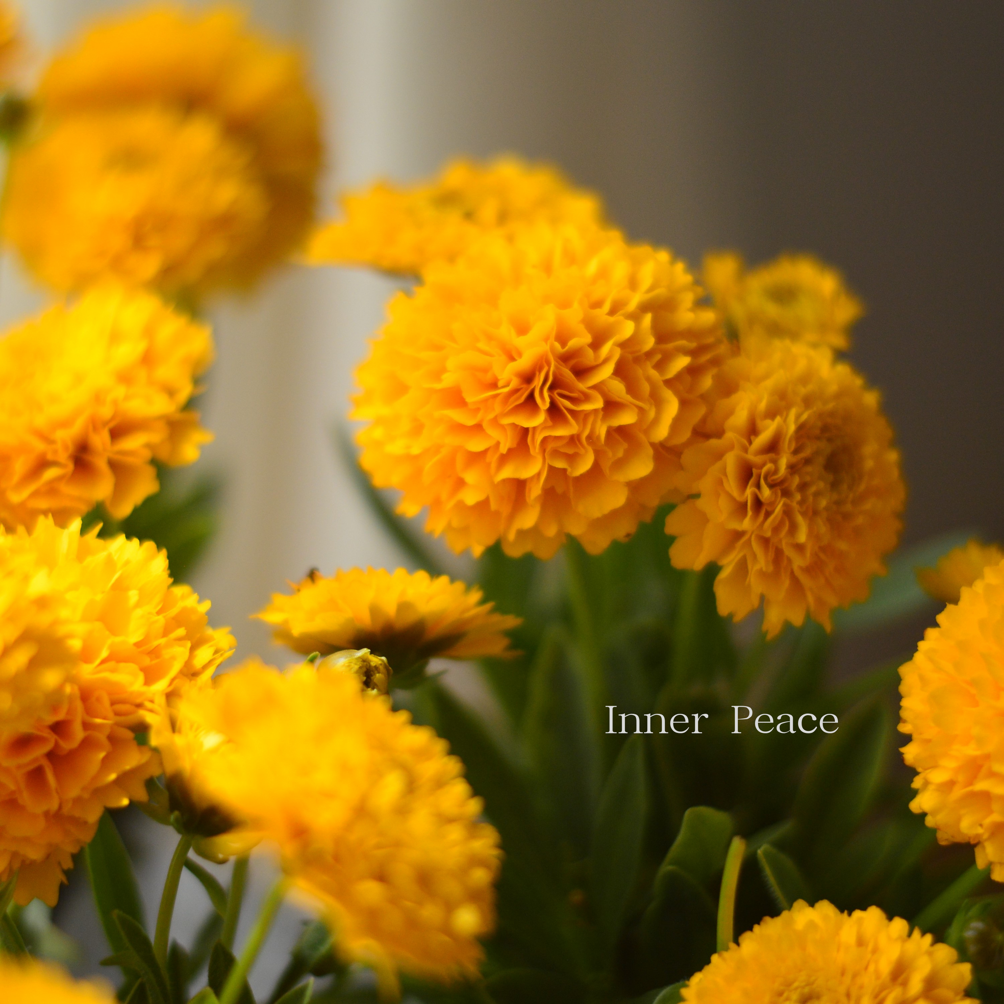 暑さに強い】 コレオプシス 『ソランナ・ゴールデンスフィア』 3寸POT