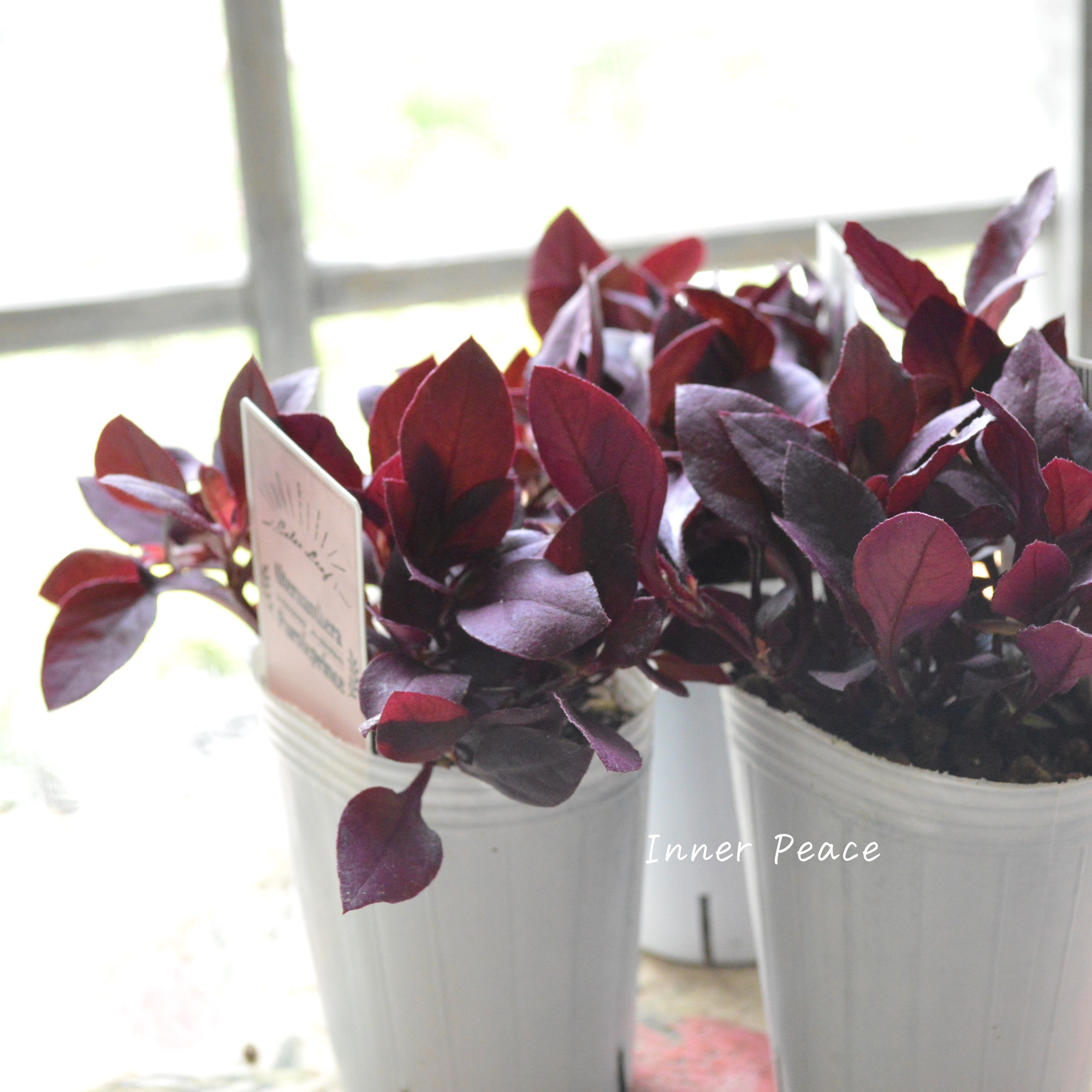 【暑さに強い】 アルテルナンテラ 『パープルプリンス』 2.5寸~3寸POT