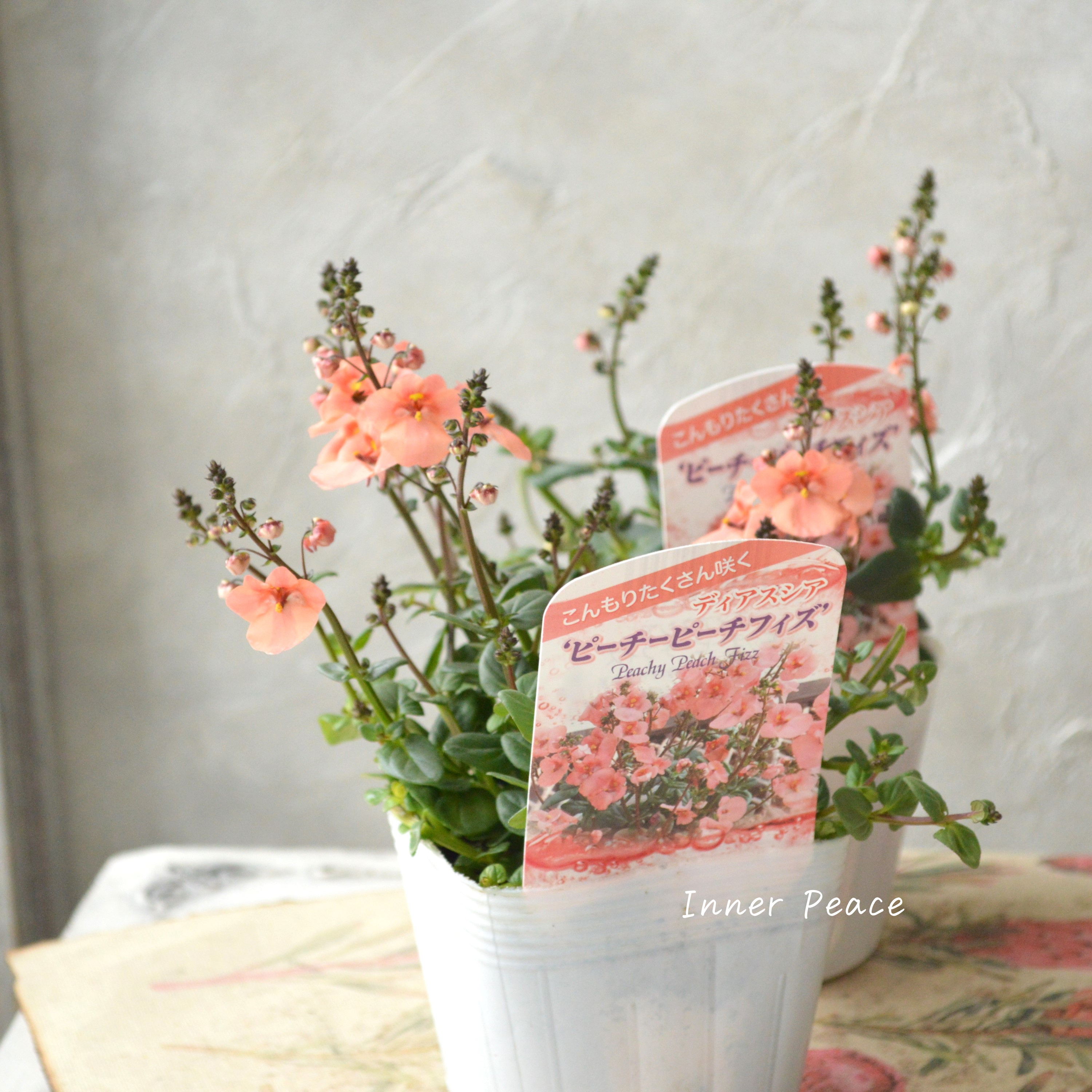 【かわいい】 ディアスシア 『ピーチーピーチフィズ』 3.5寸POT