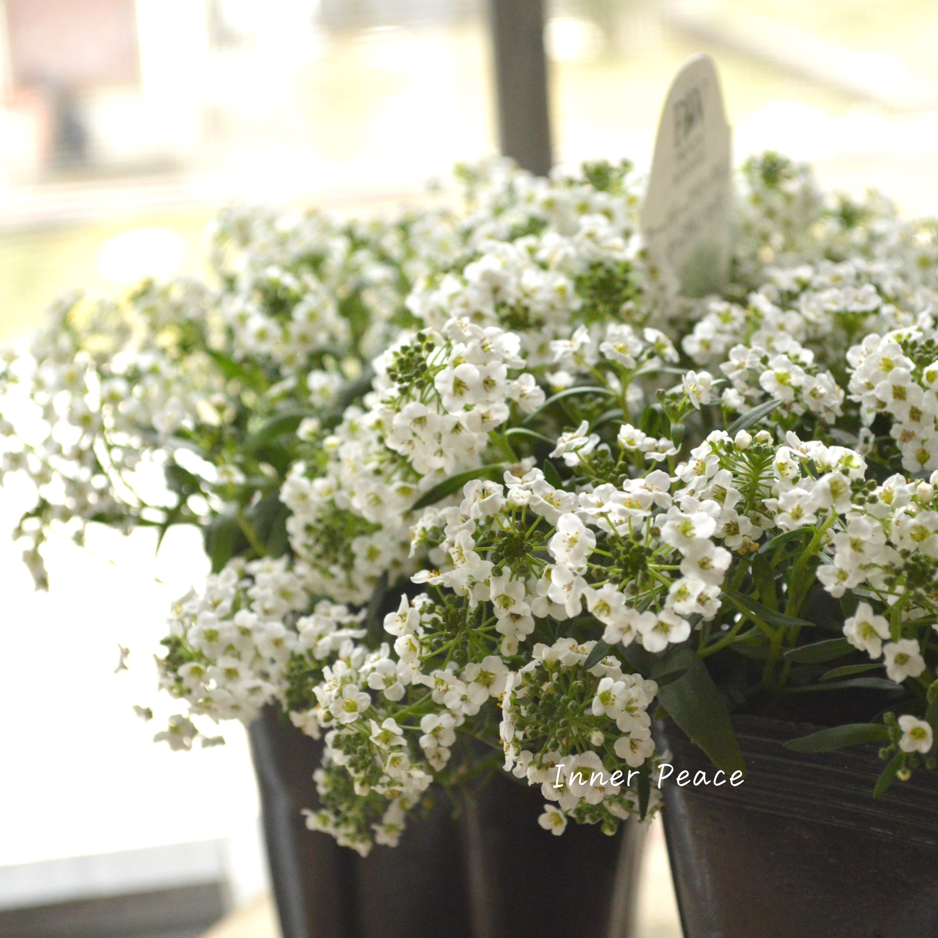 【PW】 Sale! スーパーアリッサム 『スノープリンセス』 3寸POT