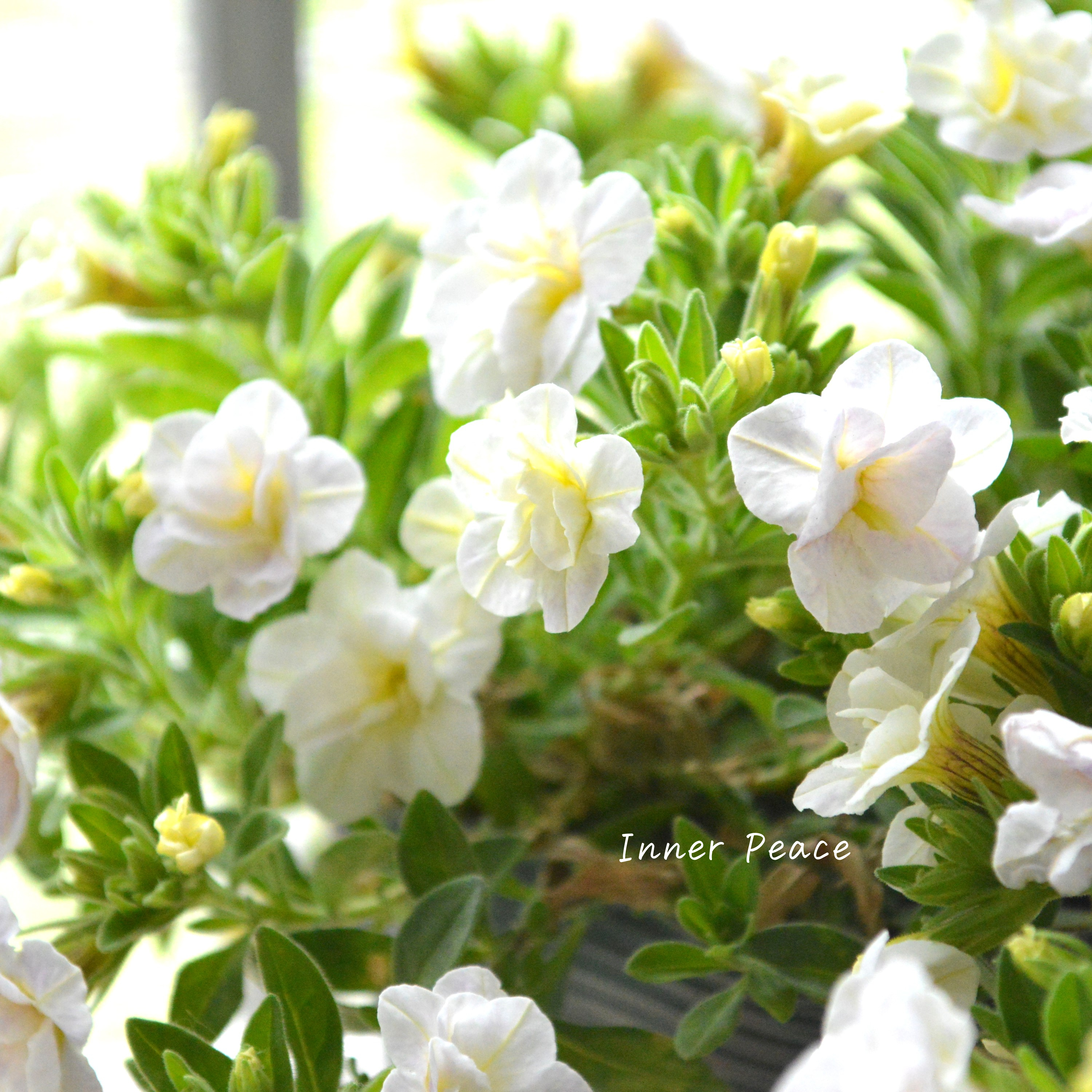 【ゲブラさん】Sale! カリブラコア 『スノープリンセス』 3.5寸POT