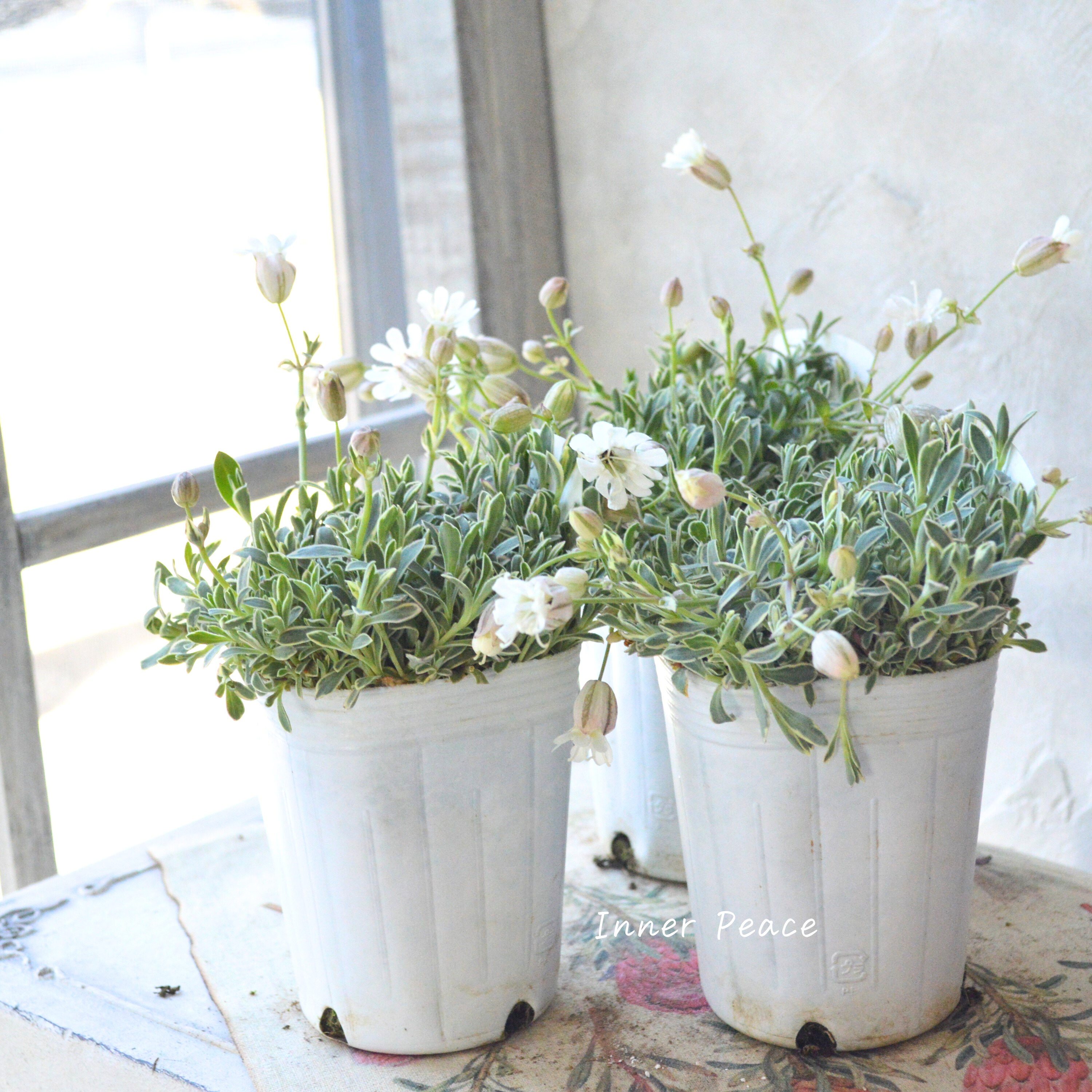 【新品種】 シレネ ドルチェ 3寸ロングPOT