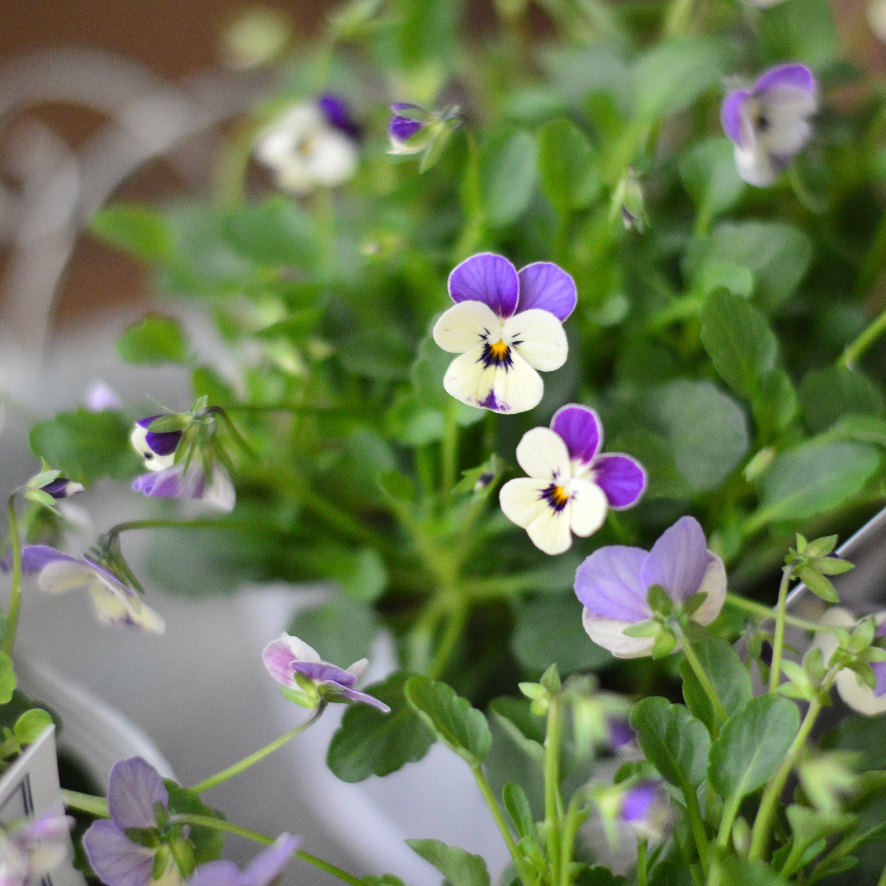 【かわいい】 小輪ビオラ ビオレッタ 『ブルーチーク』 3.5寸POT