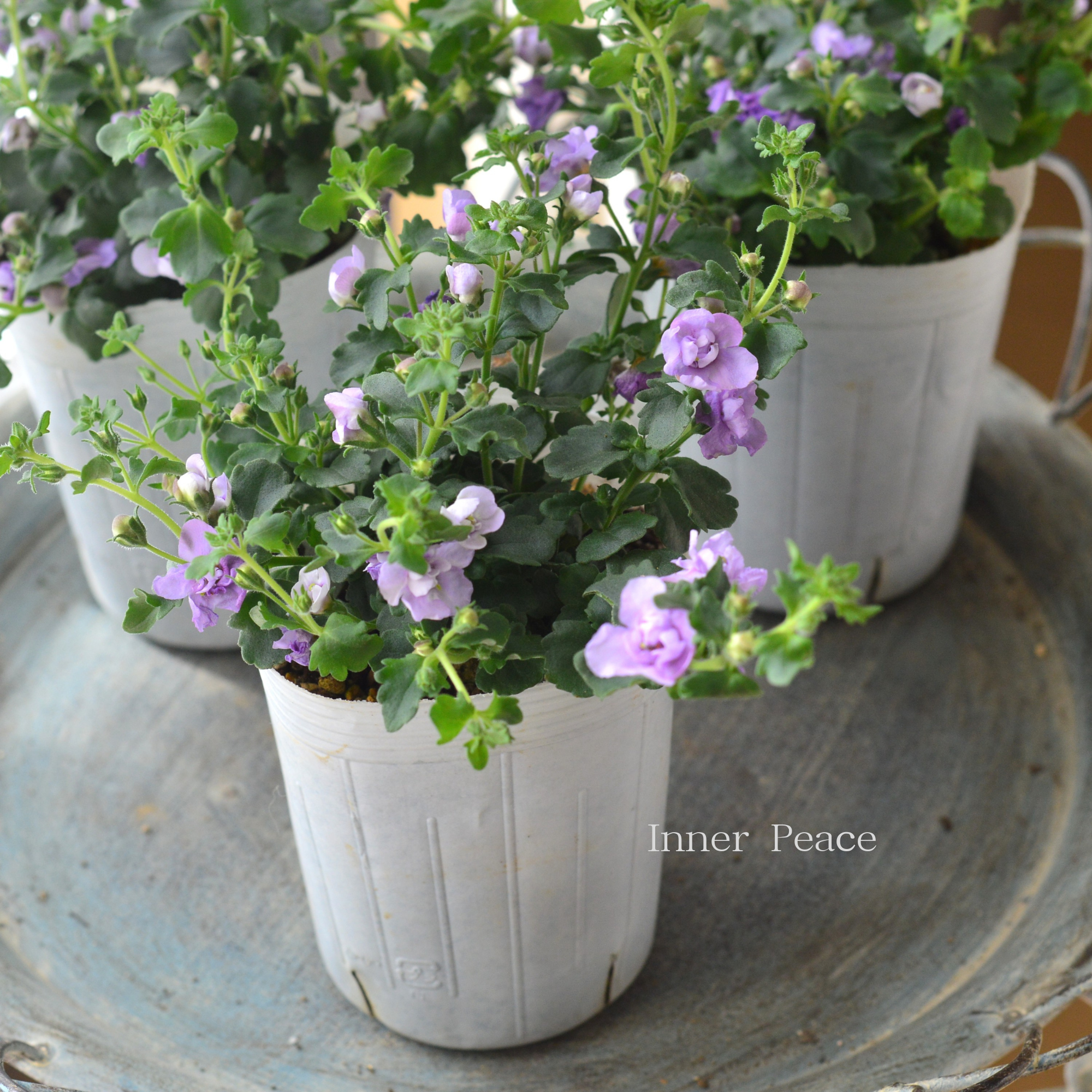 【2本植え】 バコパ 『スコピア ダブル・ラベンダー』 3寸ロングPOT